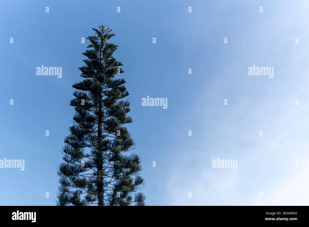 Niedrig gewinkelte Aufnahme eines leuchtend grünen Kiefernbaums, der nach oben zeigt, vor einem klaren, soliden blauen Himmel mit Platz für Text. Stockfoto