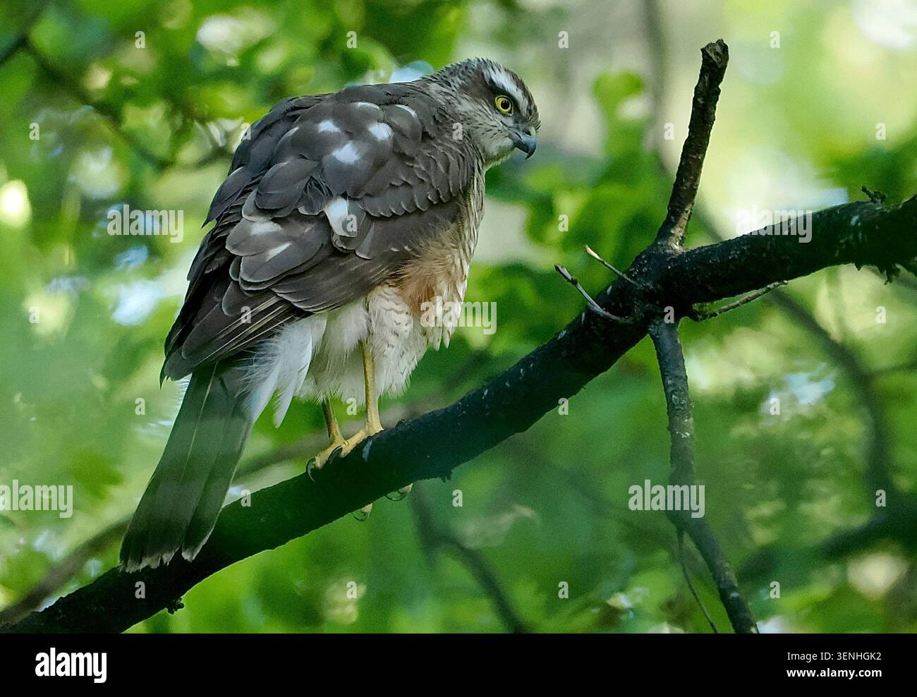 Eurasischer sparrowhawk (Accipiter nisus), ein wilder Raubvogel in einem Vorstadtgarten in Nord-London, England, Großbritannien Stockfoto