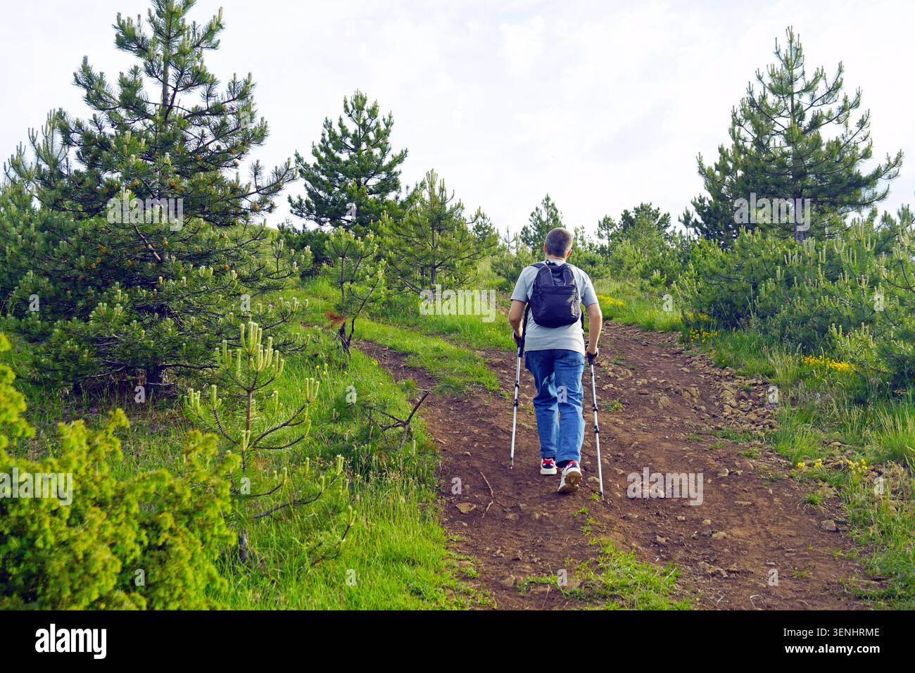 Wanderer mit Rucksack und Trekkingstöcken spazieren auf einem von Kiefern gesäumten Bergweg. Repräsentiert restaurierende Outdoor-Erlebnisse und naturnahes Wohlbefinden. Stockfoto