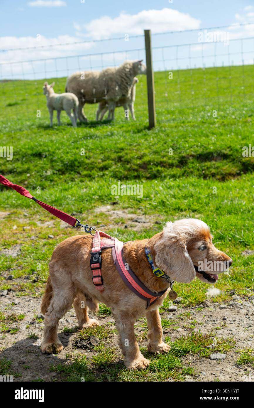 Mit einem Cocker Spaniel-Hund auf einer Spur an Schafen vorbei auf Farmland, Fife, Schottland Stockfoto