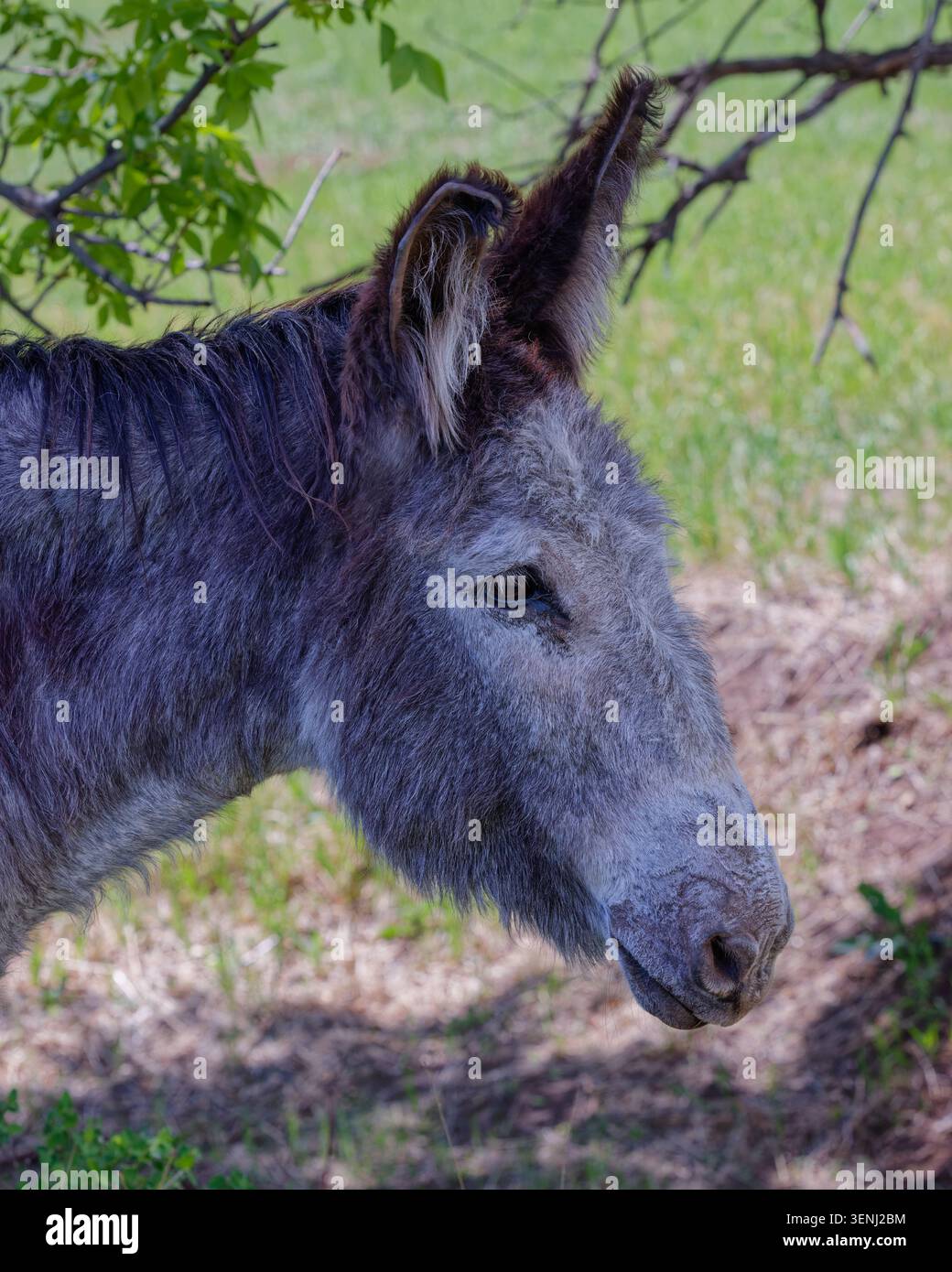 Nahprofil eines wilden Burro-Kopfes mit großen Ohren und zotteligem Fell bei natürlichem Licht Stockfoto