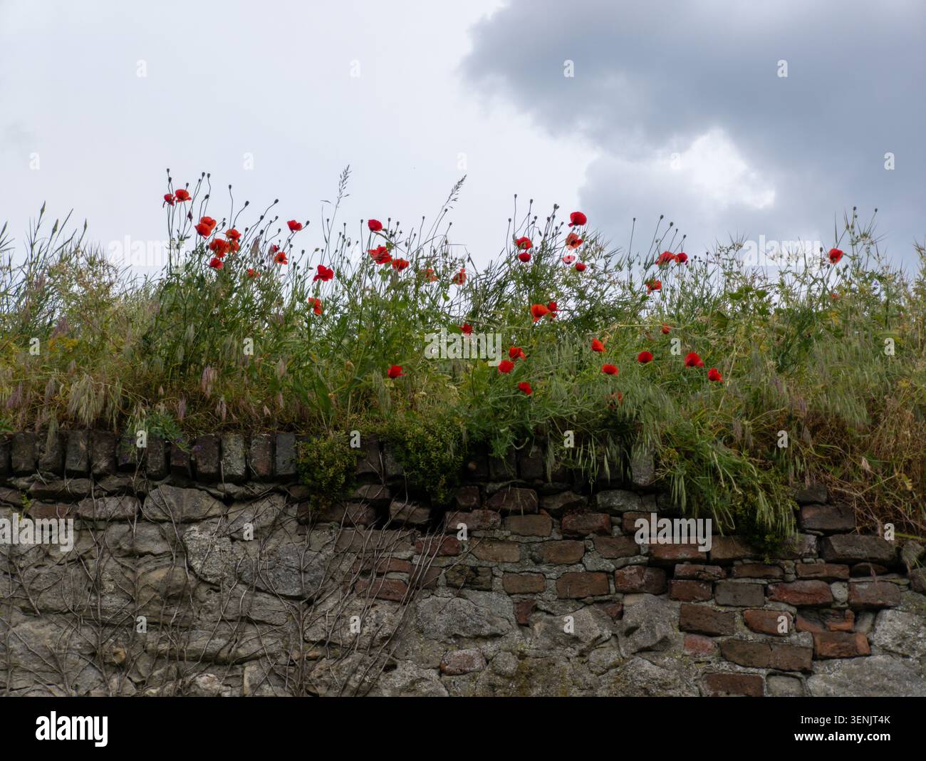 Wilder roter Mohn blüht auf einer alten rustikalen Stein- und Ziegelmauer unter einem bewölkten Himmel. Stockfoto