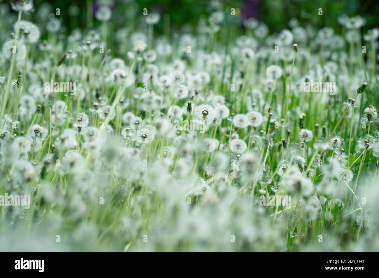 Bewachsener Rasen voller weicher Löwenzahn-Blüten. Luftige Löwenzahnwiese. Invasive Pflanze, Unkraut. Stockfoto