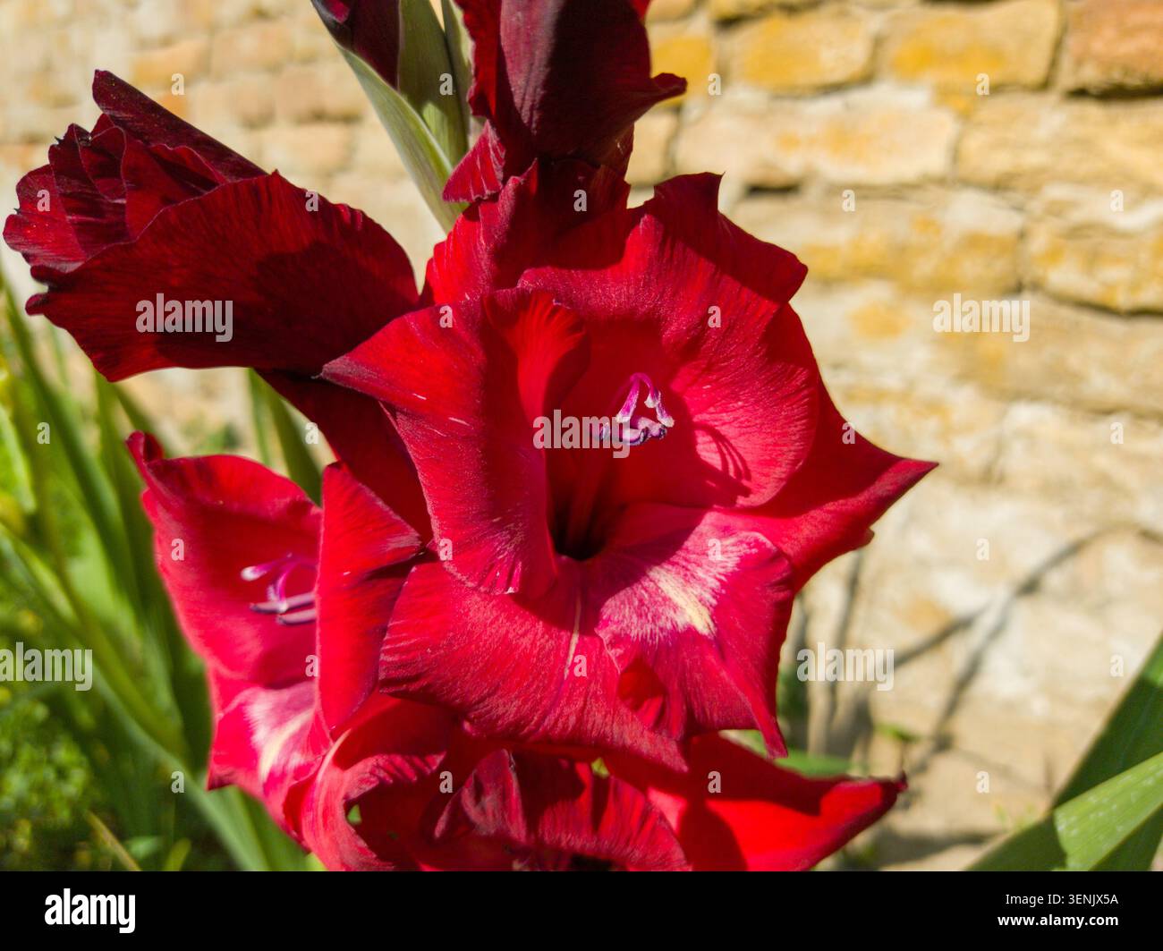Leuchtende rote Gladiolenblume blüht vor einer rustikalen Steinmauer. Stockfoto