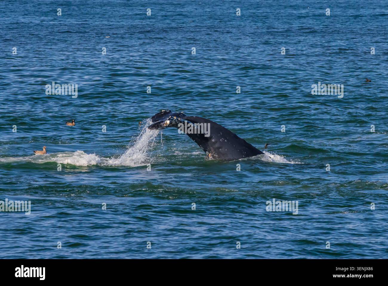 Buckelwal, Megaptera novaeangliae, Tauchgang in Monterey Bay, Kalifornien, USA Stockfoto