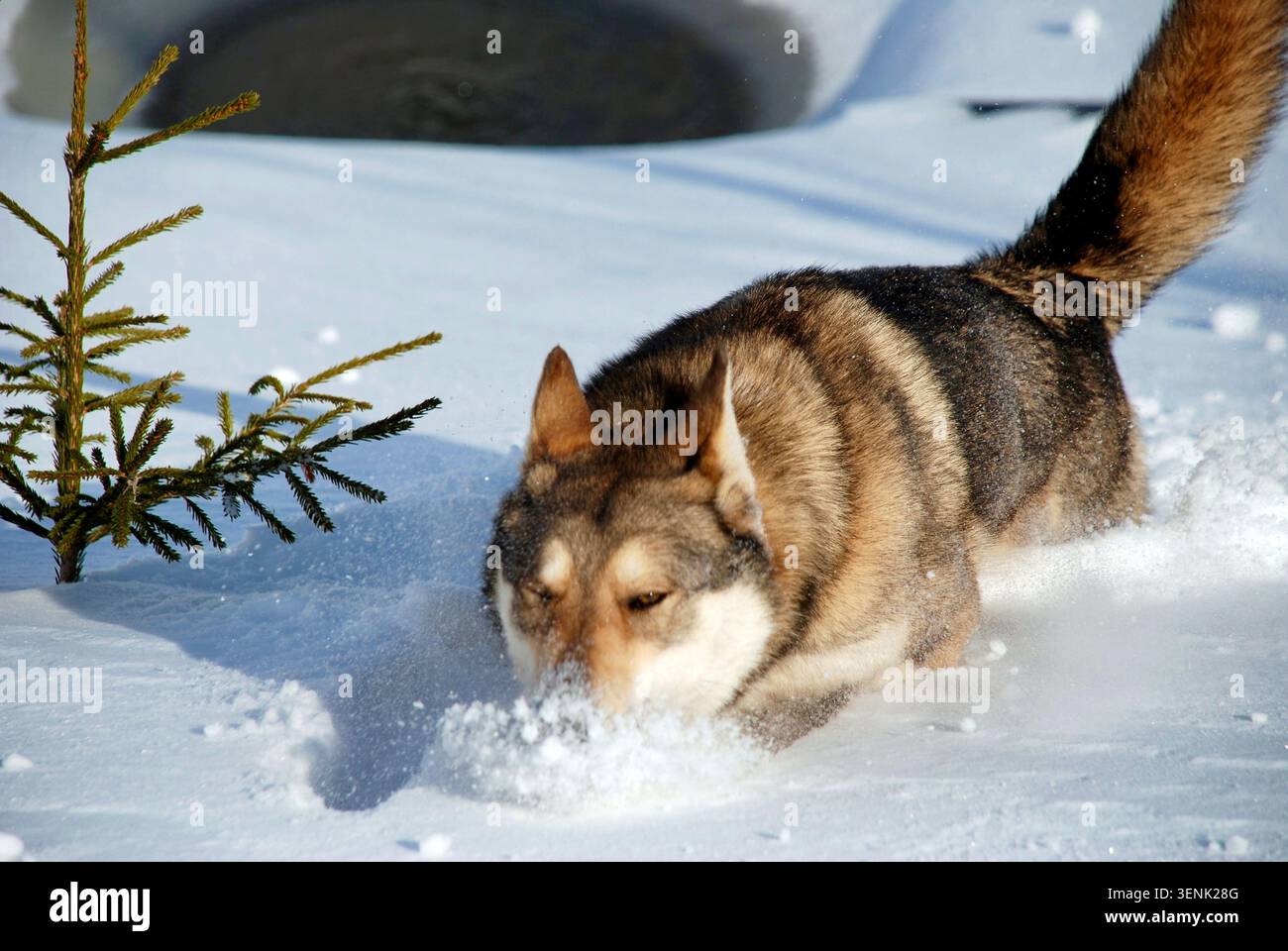Ein tschechoslowakischer Wolf spielt und springt an einem sonnigen Wintertag mit der Nase im Schnee im Garten. Die Schönheit der Natur. Stockfoto
