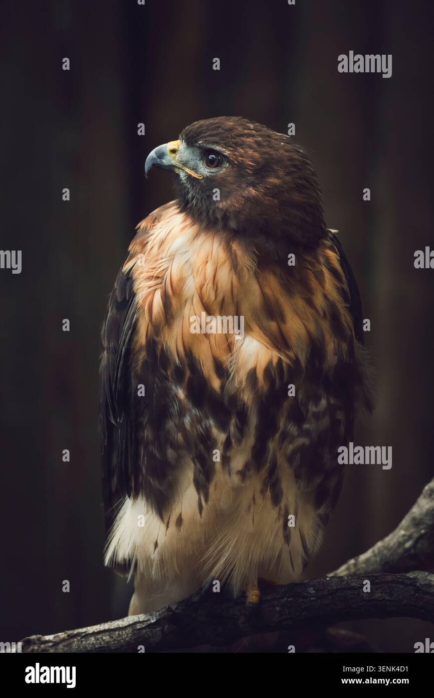 Porträt eines roten tailed hawk Stockfoto