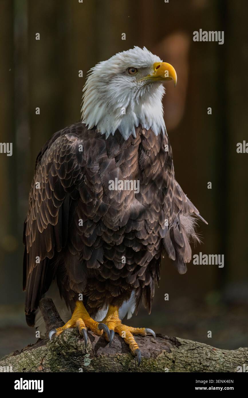 Nahaufnahme eines Weißkopfseeadlers, der auf einem Ast thront Stockfoto