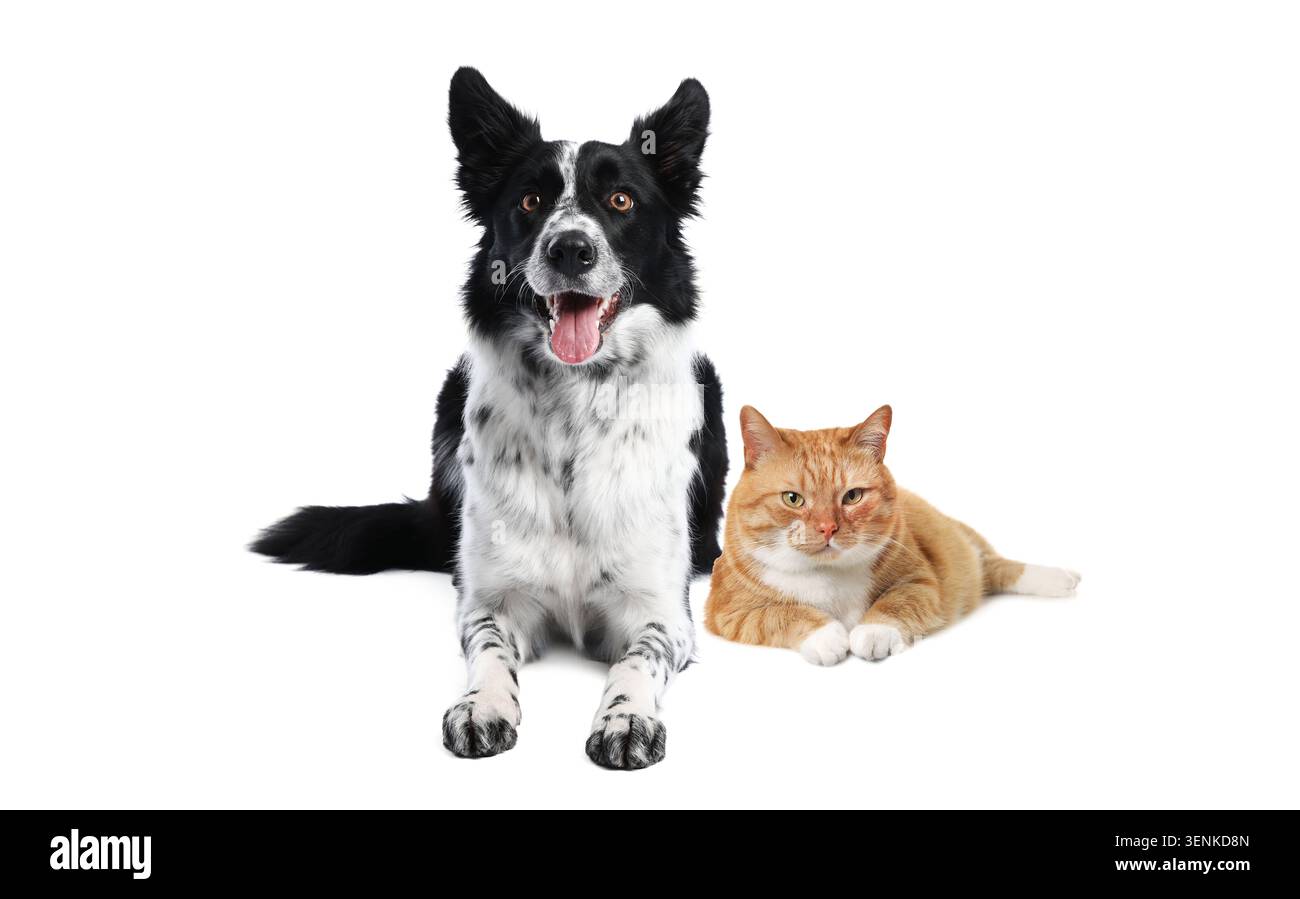 Süße Katze und Hund isoliert auf weiß Stockfoto