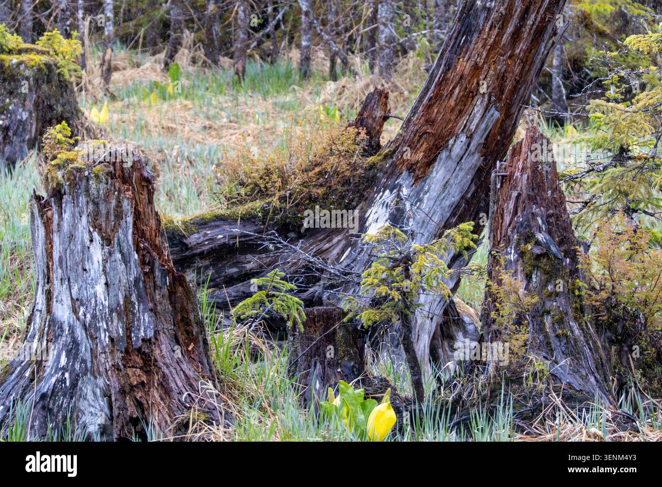 Alte, verfallende Baumstümpfe, bedeckt mit grünem Moos, in einem feuchten Waldboden, umgeben von blühenden gelben Stinkkohl-Blüten im Frühjahr Stockfoto