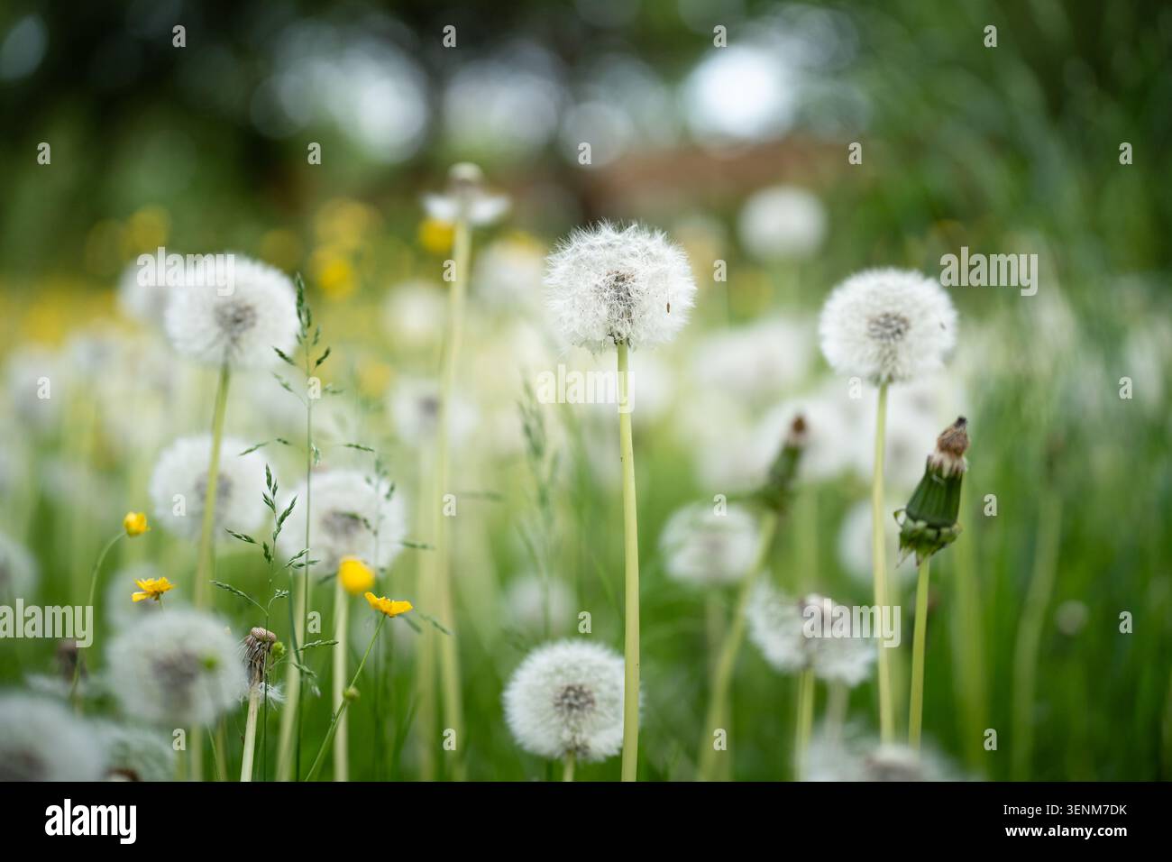 Weicher Löwenzahn bläst Blumen und Gras auf dem Feld. Ruhiger Sommer Natur Hintergrund. Invasive Pflanze, Unkraut Stockfoto