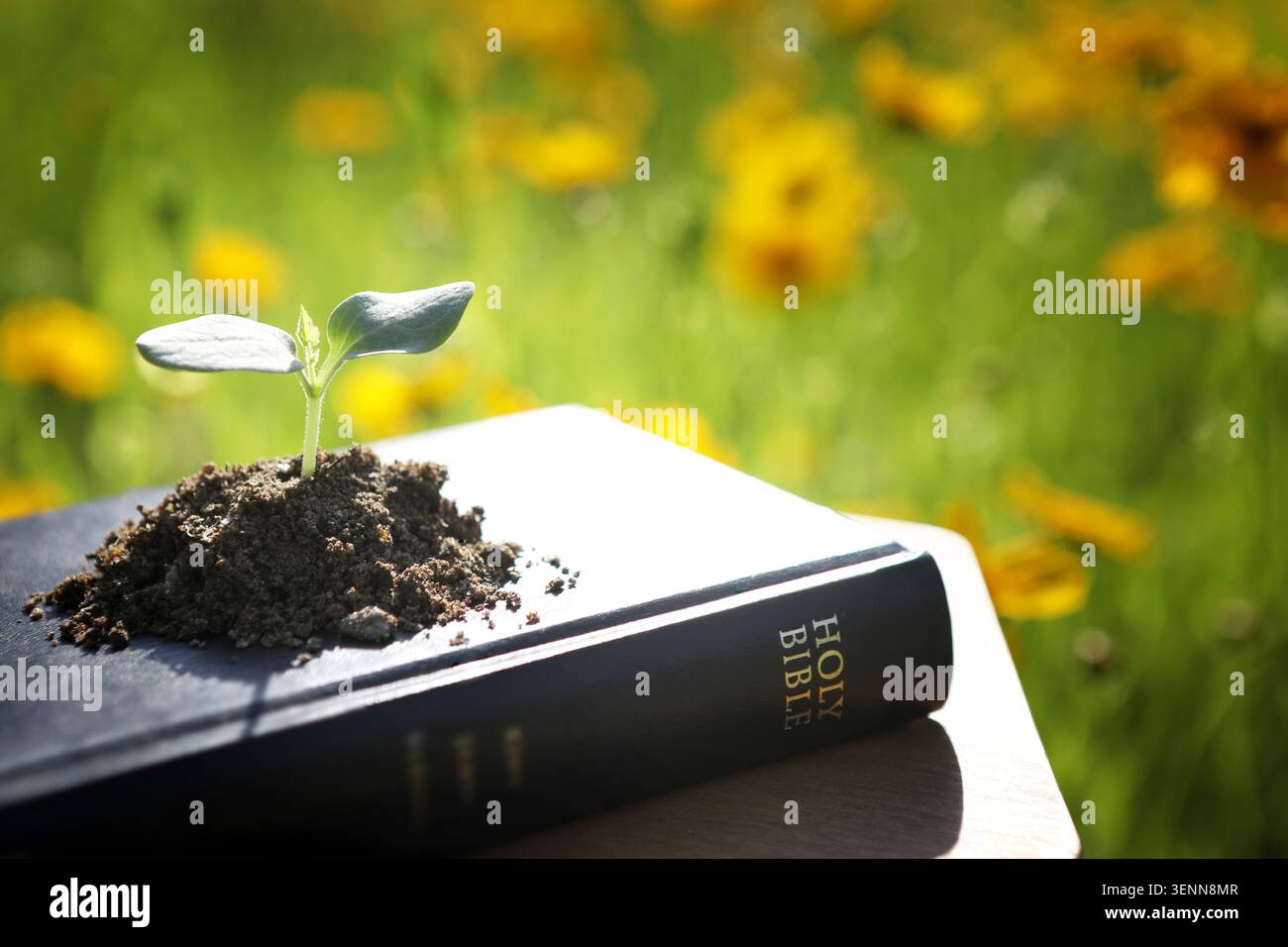 Die heilige Bibel symbolisiert das Wort Gottes und ein grüner Spross symbolisiert das neue Leben, ein Hintergrund des religiösen und religiösen Wachstums. Stockfoto