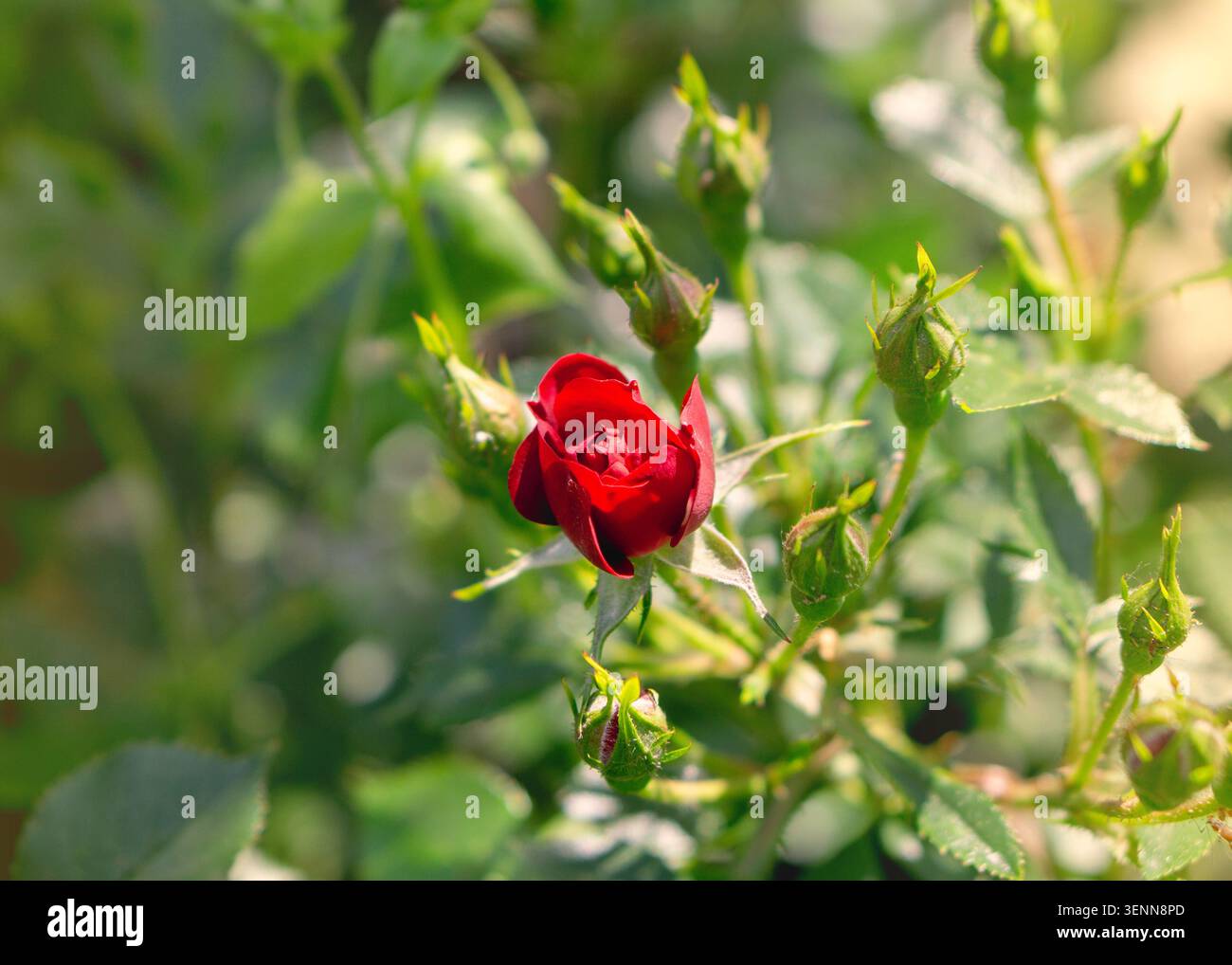 Kleine Rote Rose Bud eröffnet in einem sonnigen Sommergarten Stockfoto