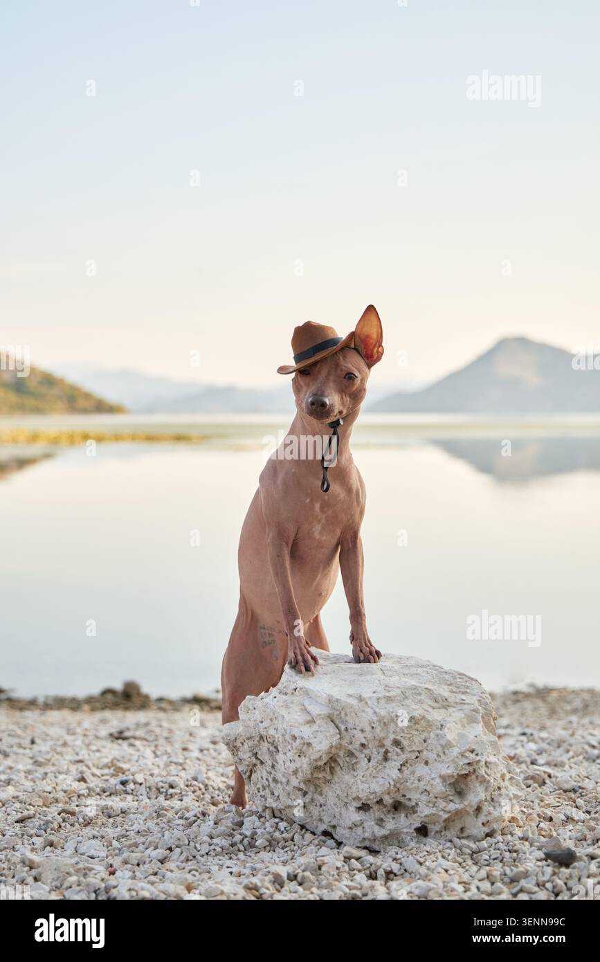 American Hairless Terrier Dog steht in der Nähe eines ruhigen Sees. Minimaler Außeneinsatz mit offenem Platz für Branding und Design. Stockfoto