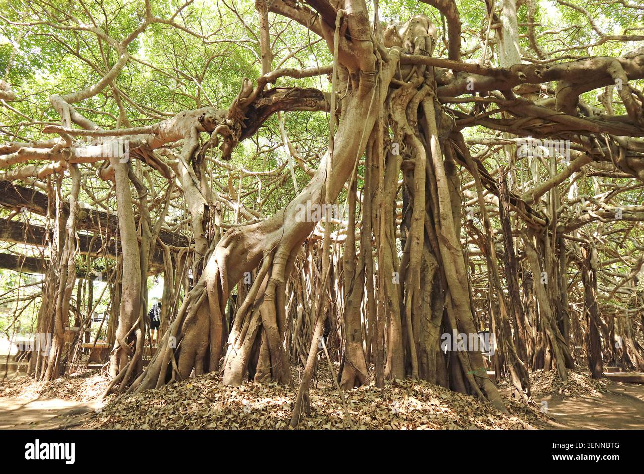 Niedrigwinkelaufnahme eines majestätischen riesigen Banyan-Baumes mit Sonnenstrahlen, die durch die Wurzeln aus der Luft fackeln, Nakhon Ratchasima, Thailand Stockfoto