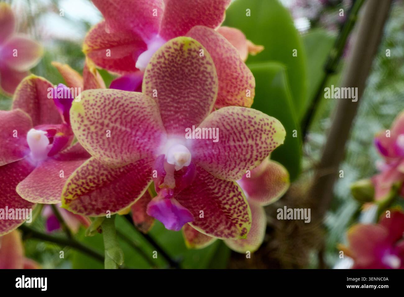Gepunktete Phalaenopsis-Orchidee mit leuchtenden rosa und gelben Blütenblättern Stockfoto