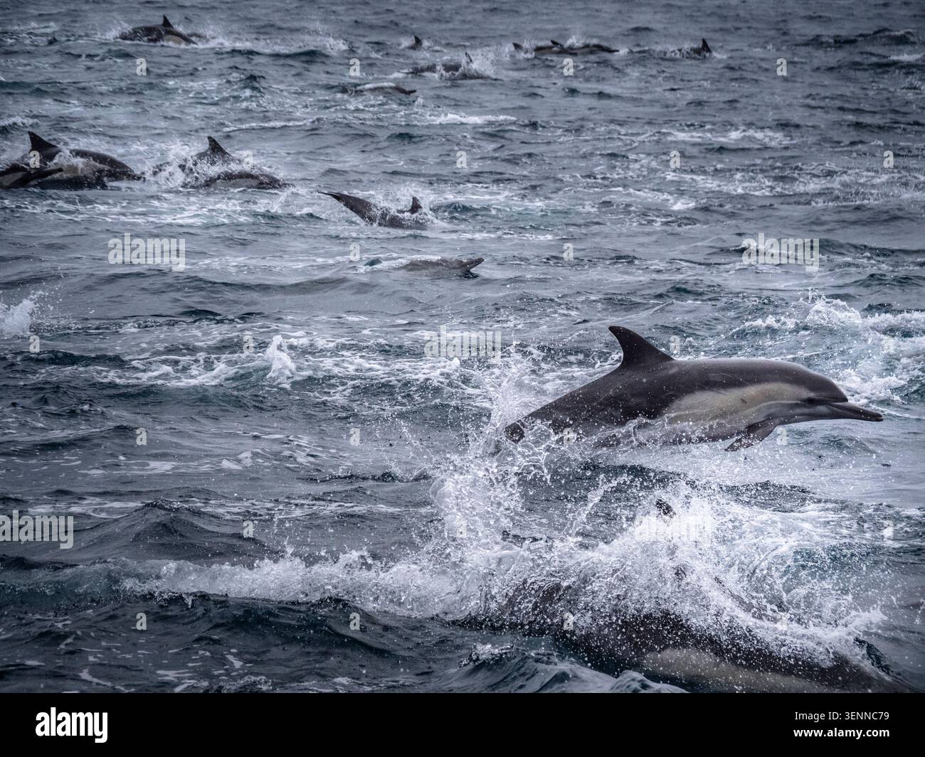 Eine Gruppe von gewöhnlichen Delfinen, die während einer Bootsfahrt mit Walbeobachtung im Pazifik vor Los Angeles, Kalifornien, USA, hüpfen. Stockfoto