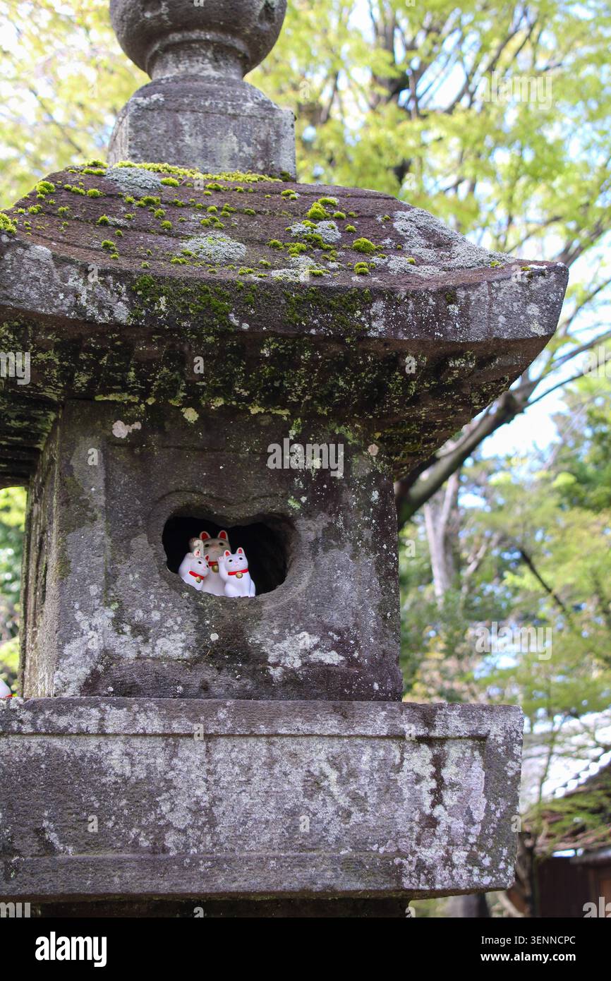 Japanische Glückskatzen in einer alten, moosigen Steinlaterne Stockfoto