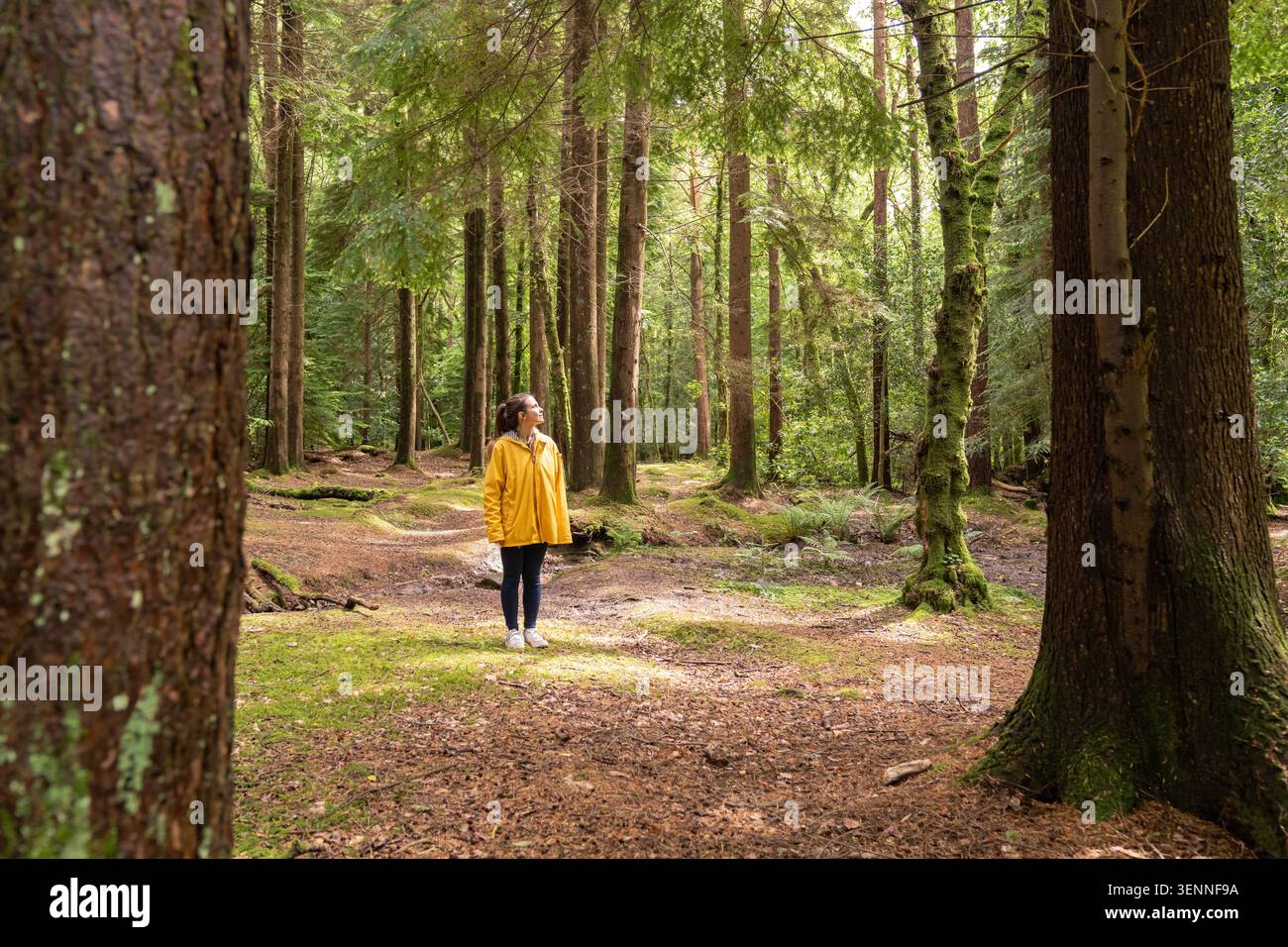 Frau in gelbem Regenmantel, die friedlichen grünen Wald erforscht Stockfoto