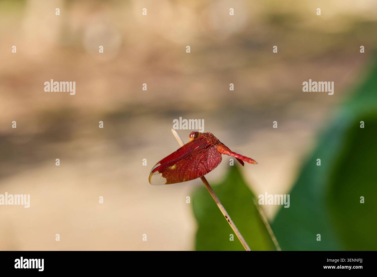 Rote Libelle auf einem Pflanzenstiel Stockfoto