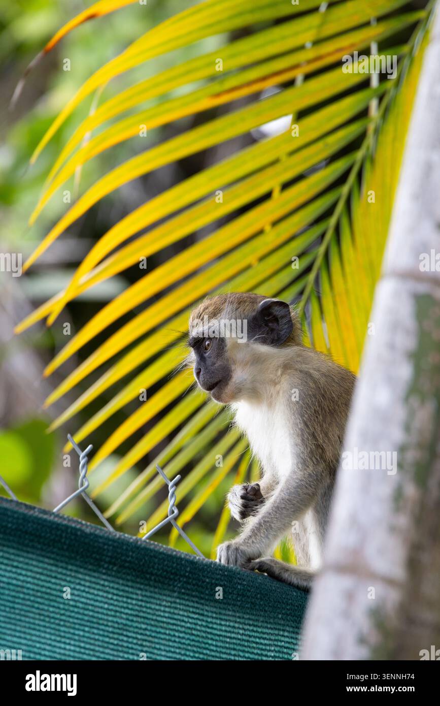 Baby Wild Green Monkey im Garten bei Mullins, nahe Speightstown, Saint Peter, Barbados Stockfoto