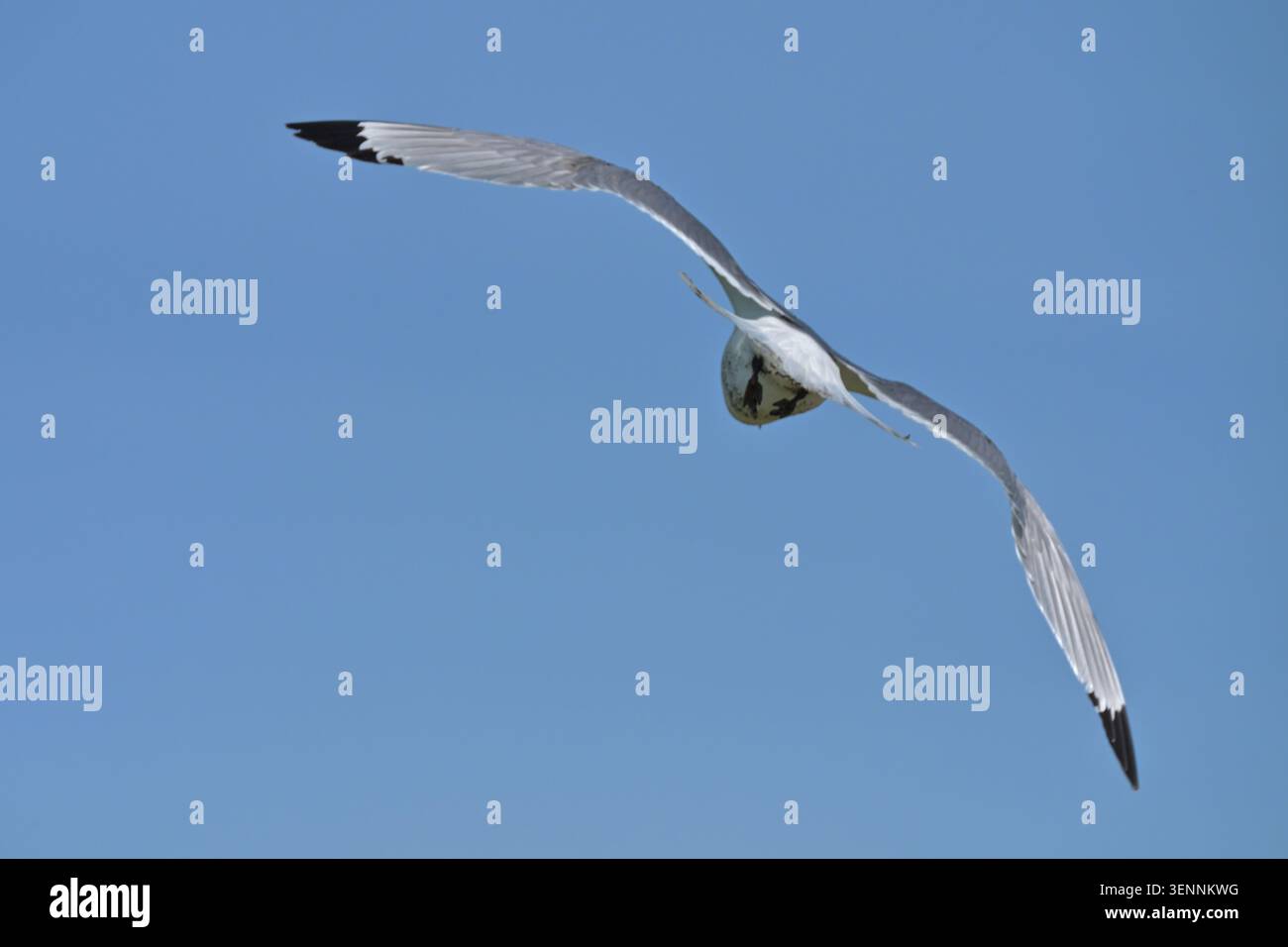 Möwen fliegen in den klaren blauen Himmel Farne Islands Northumberland UK Mai Stockfoto