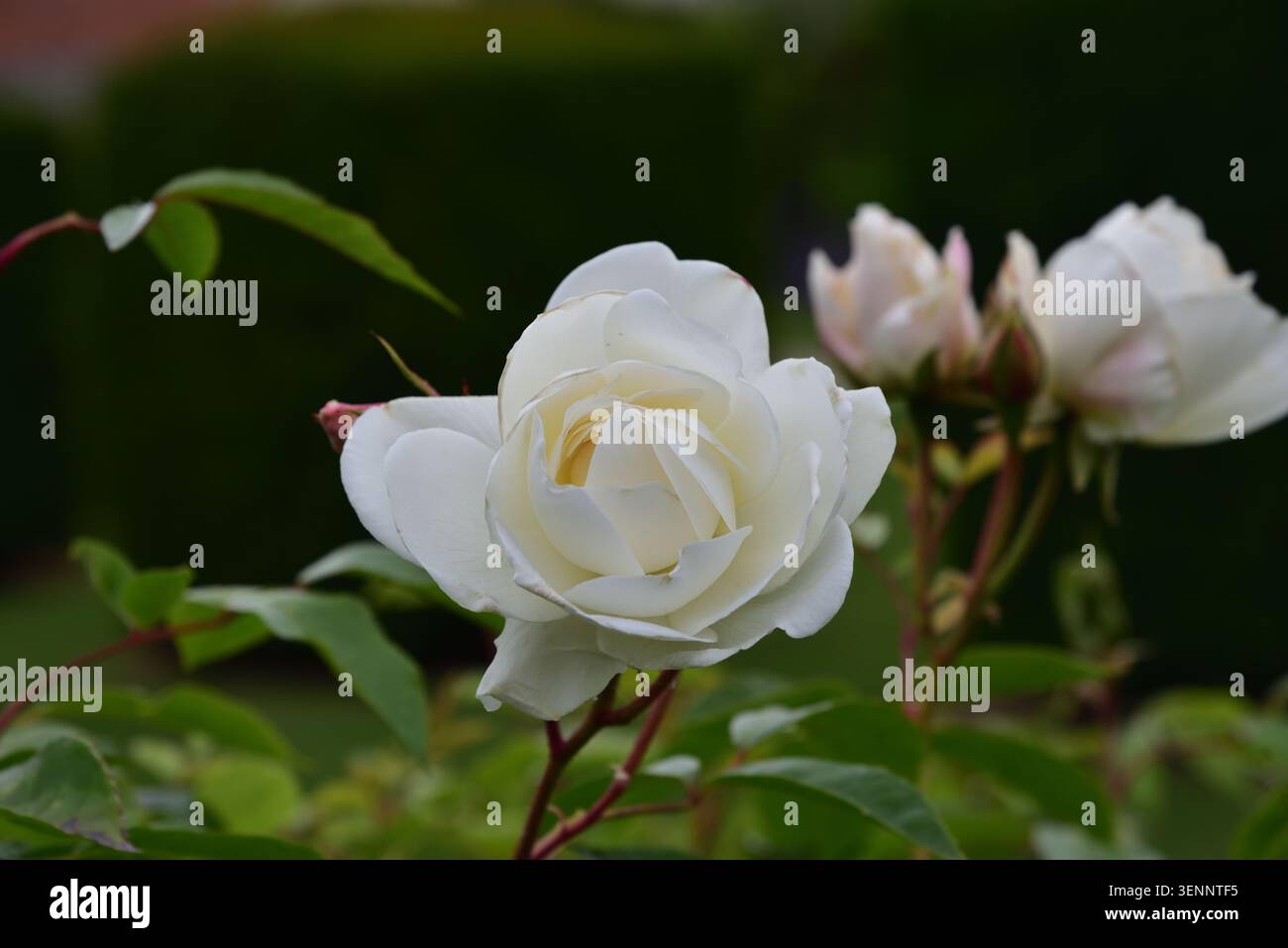 Weiße rose im Garten Stockfoto