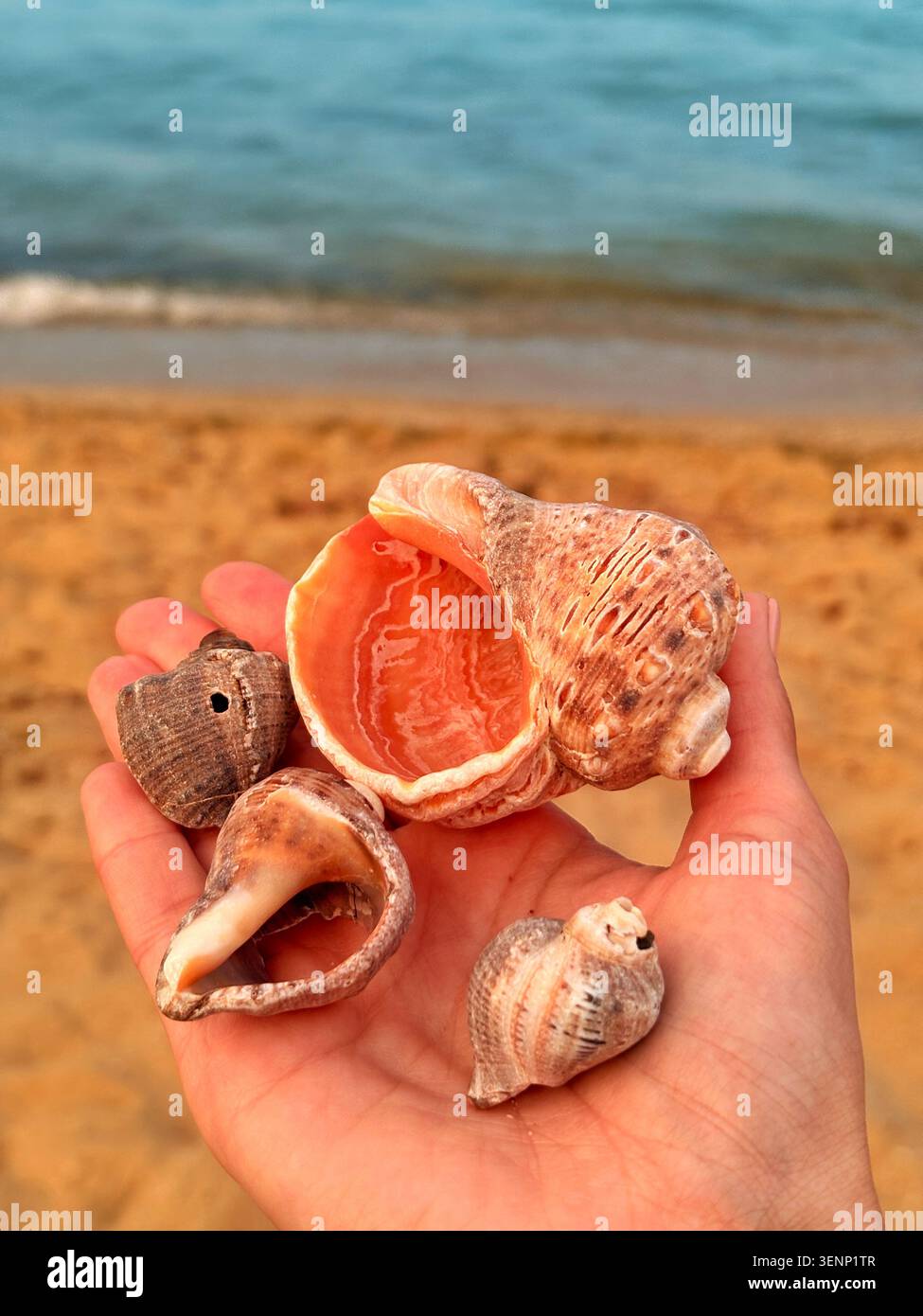 Meerrapana Muscheln in der Hand auf einem Sandstrand Hintergrund Stockfoto