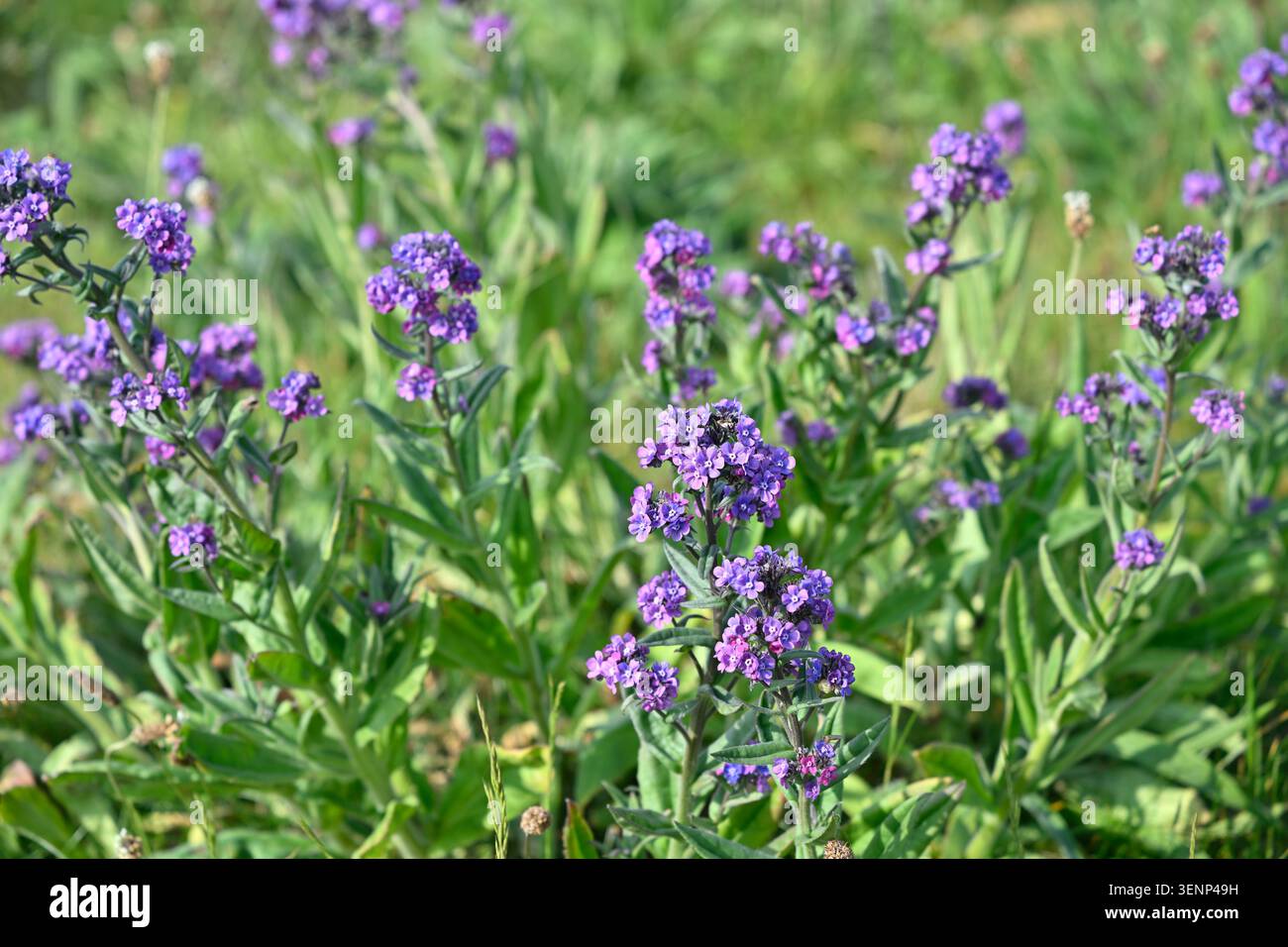 Lila blaue Blüten von Anchusa officinalis UK May Stockfoto