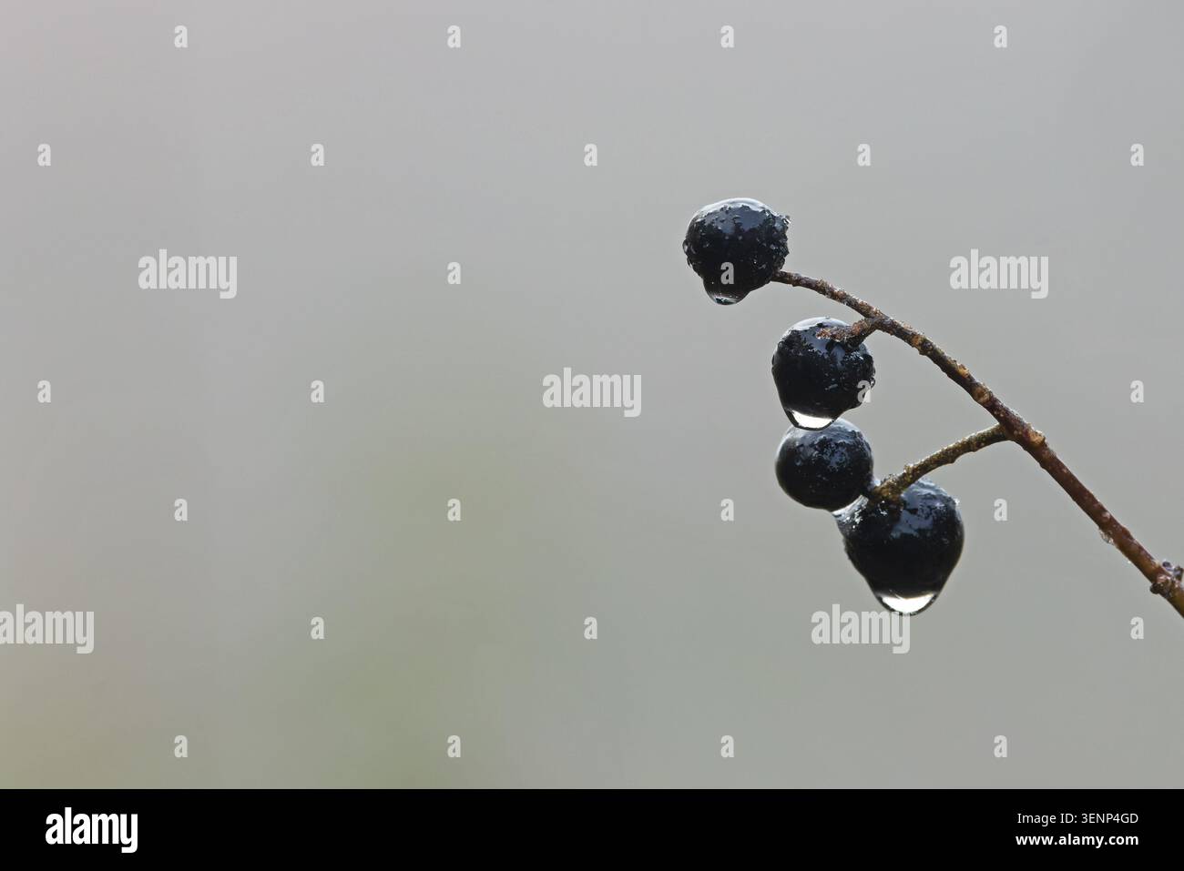 Wild Privet (Ligustrum vulgare) Beeren Tau Water Drops Norfolk November 2025 Stockfoto