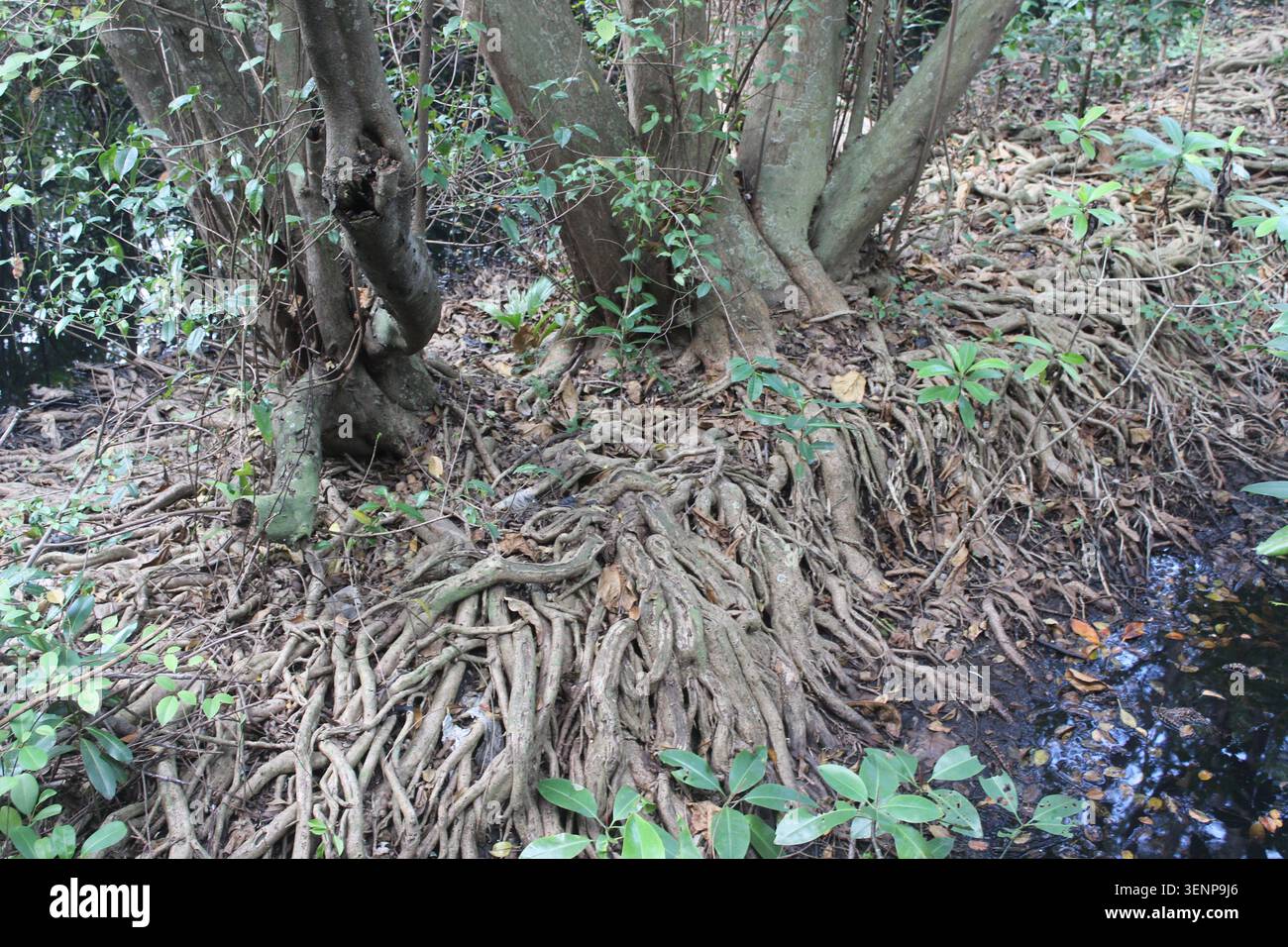 Massive Holzwurzelstruktur der tropischen Mangrovenbaumbasis. Freiliegendes natürliches Wurzelsystem umgeben von trockenen Blättern in der Nähe von dunklem reflektierendem Sumpfwasser. Stockfoto