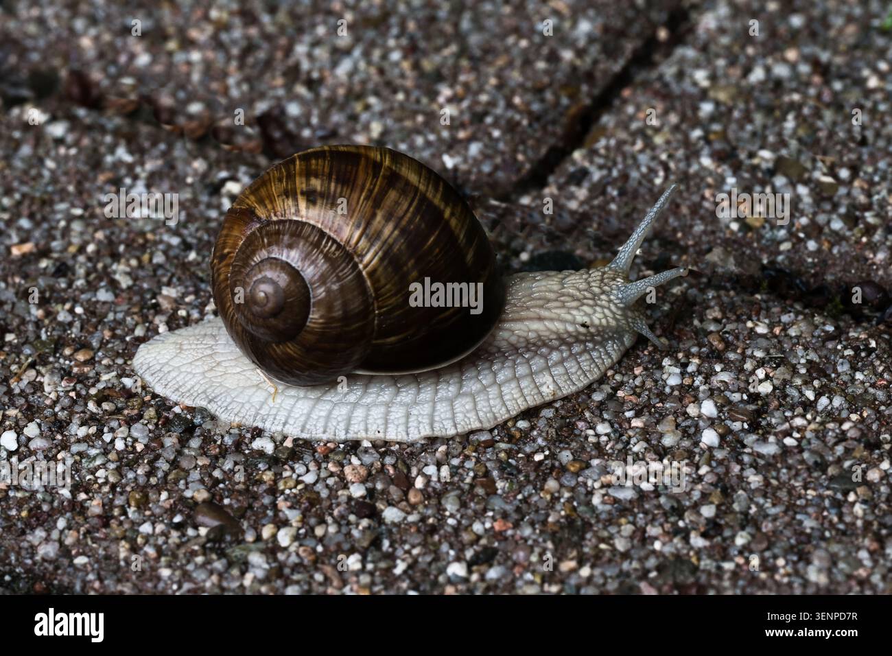 Die römische Schnecke (Helix pomatia) ist die größte und bekannteste Landschnecke in Mitteleuropa. Stockfoto