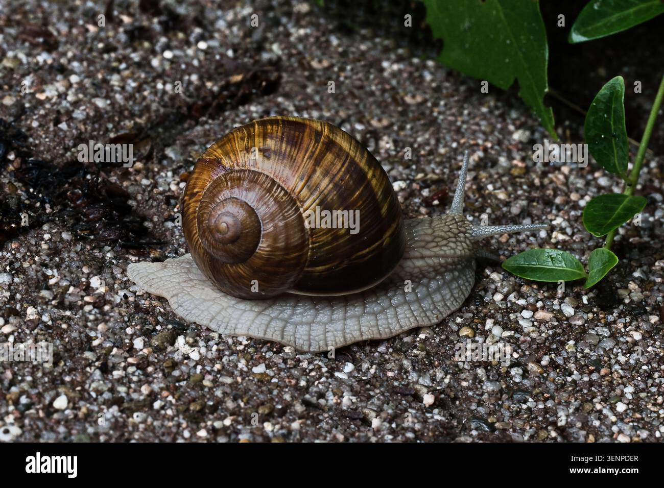 Die römische Schnecke (Helix pomatia) ist die größte und bekannteste Landschnecke in Mitteleuropa. Stockfoto