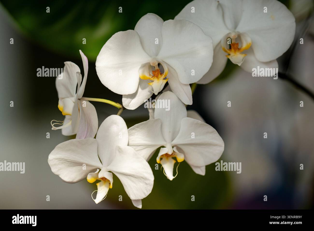 Nahaufnahme einer Gruppe blühender weißer Phalaenopsis-Motten-Orchideenblüten mit gelben Mittelpunkten vor weichem Hintergrund. Stockfoto