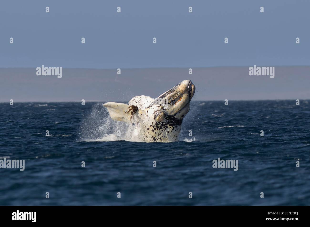 Seltenes Weißer Südlicher Glattwal, das in Patagonien, Halbinsel Valdes, Provinz Chubut, Argentinien durchbricht. Stockfoto