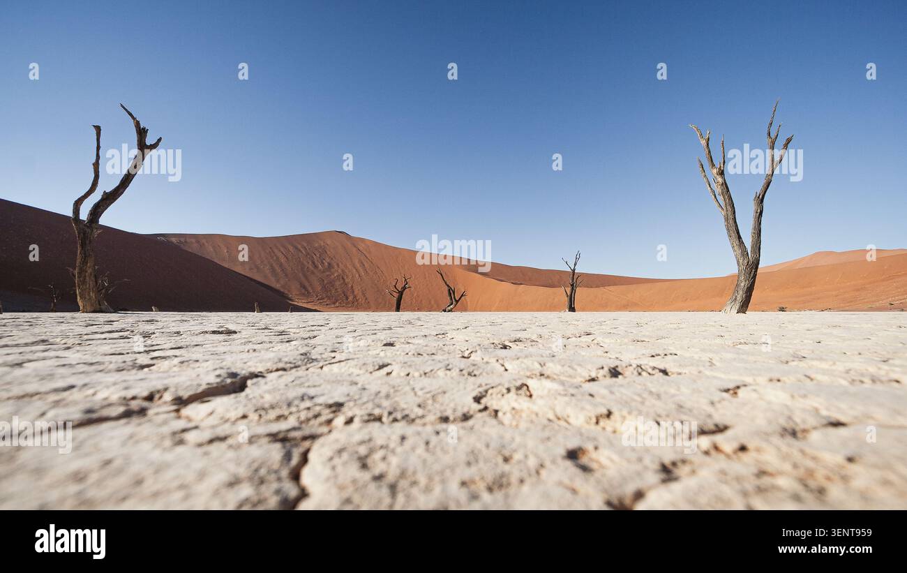 Alte, sonnenverbrannte Kameldornbäume (Vachellia erioloba) stehen als Skelett-Wächter in Deadvlei, einer weißen Tonpfanne in Namibias Stockfoto