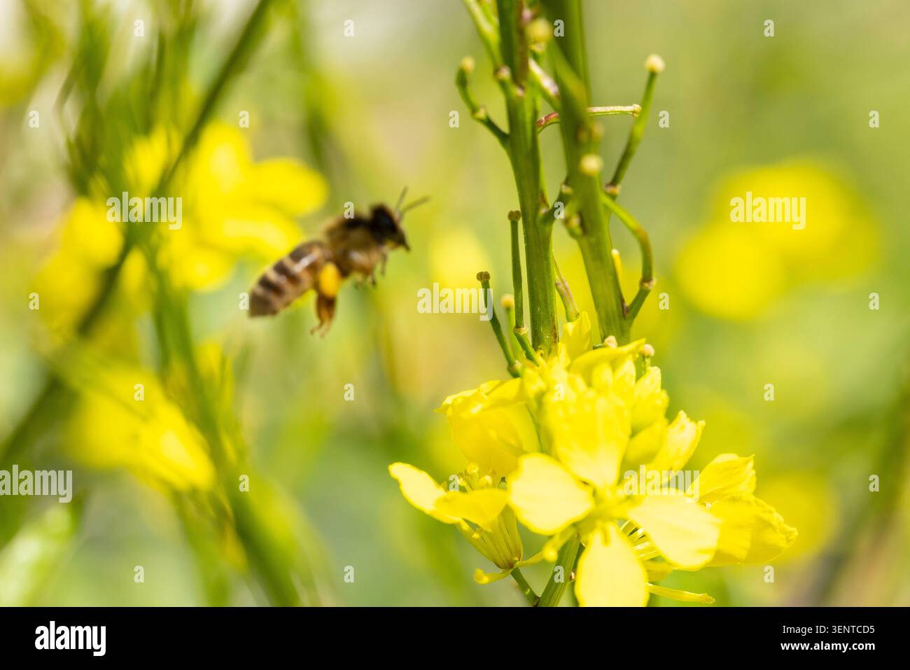 Biene zeigt Pollensäcke, während sie an hellgelben Blumen vorbeifliegt und dabei Bestäubungs- und Umweltthemen hervorhebt Stockfoto