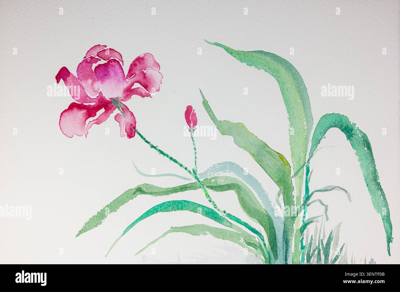 Minimalistisches Orchideenaquarell auf weißem Hintergrund. Die Dabbing-Technik sorgt aufgrund der veränderten Oberflächenrauhigkeit des für einen weichen Fokus Stockfoto