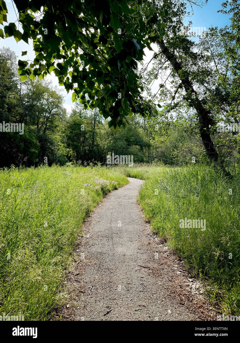 Schotterweg schlängelt sich durch hohes Gras und Bäume in einem natürlichen Stadtpark in Calgary. Stockfoto