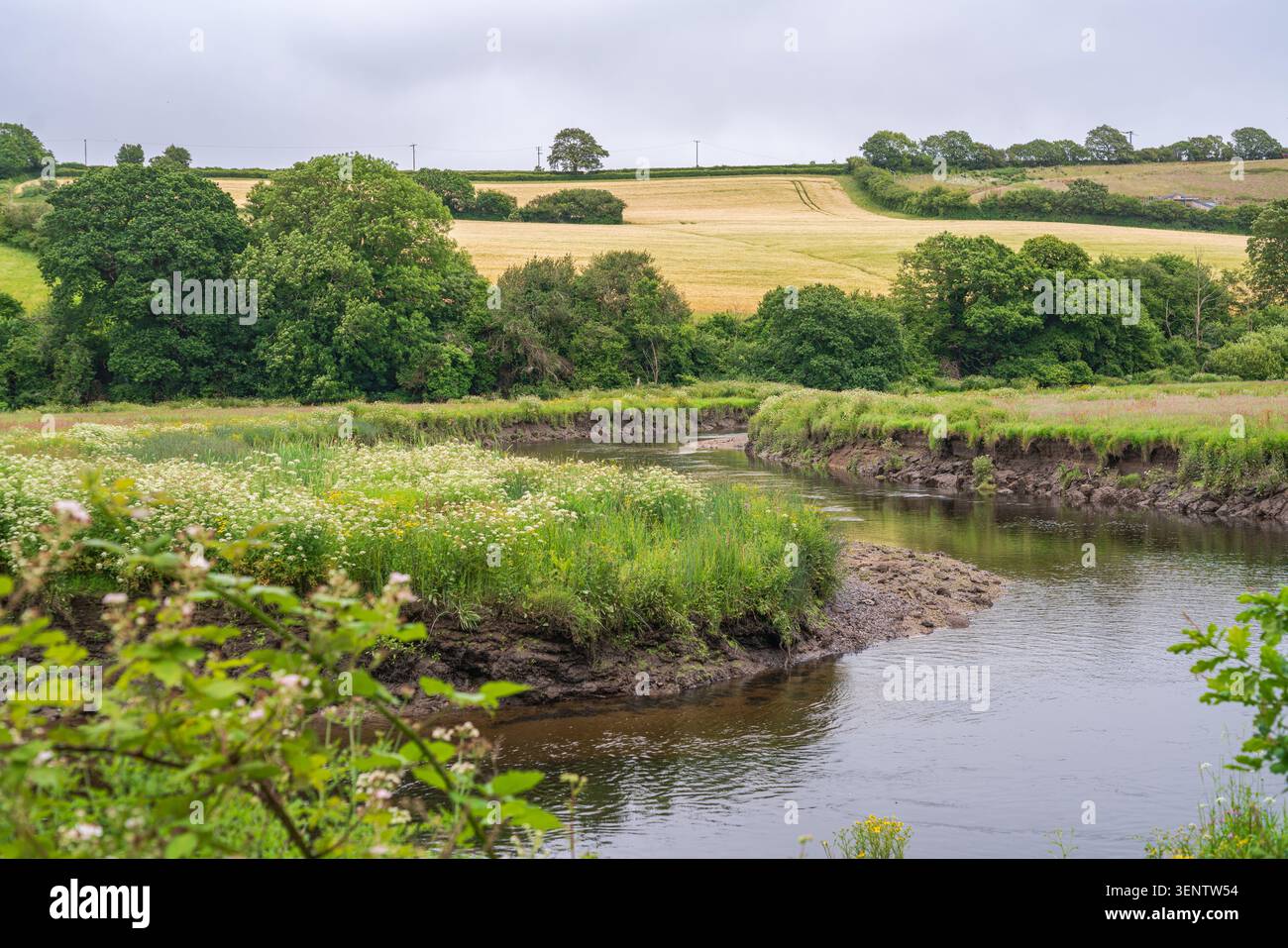 Ein sich windender Fluss fließt durch eine lebendige ländliche Landschaft mit ausgedehnten Abschnitten von dichten weißen Wildblumen und hohem Gras entlang schlammiger Ufer. Stockfoto