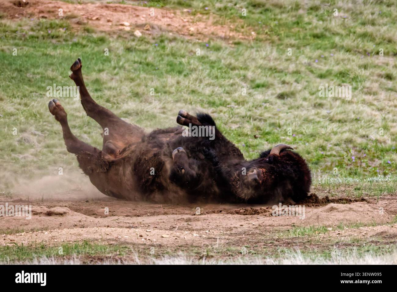 Amerikanische Bisons, die in Staub auf einer grasbewachsenen Ebene in South Dakota Rollen Stockfoto