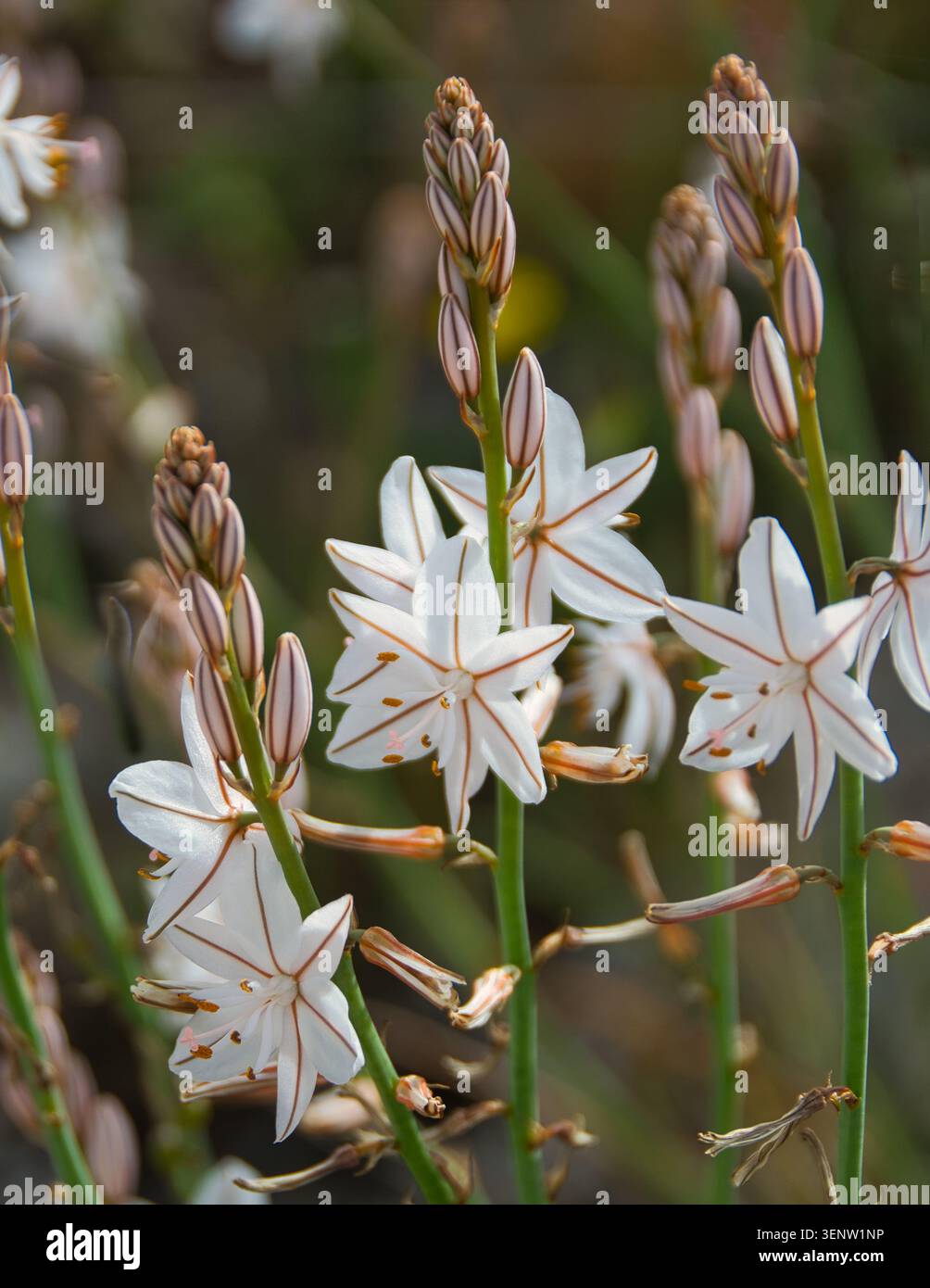 Nahaufnahme von weißen Asphodelblüten und rosa geäderten Knospen, selektiver Fokus vor einem weichen grünen natürlichen Hintergrund. Stockfoto