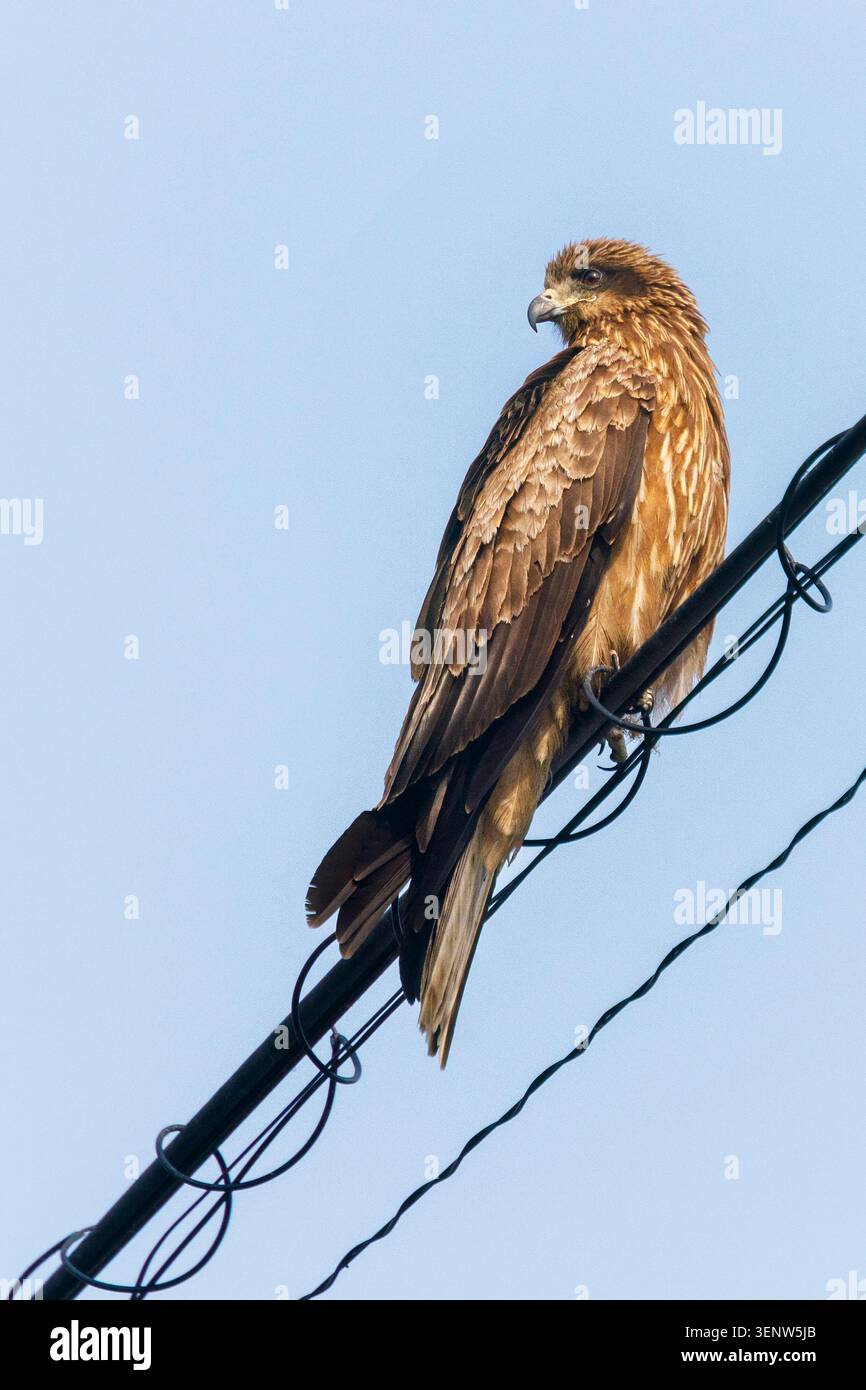 Schwarze Drachenjagd im Flug, Milvus migrans, Itsukushima-Schrein, Fischerhafen, Hagi, Japan Stockfoto