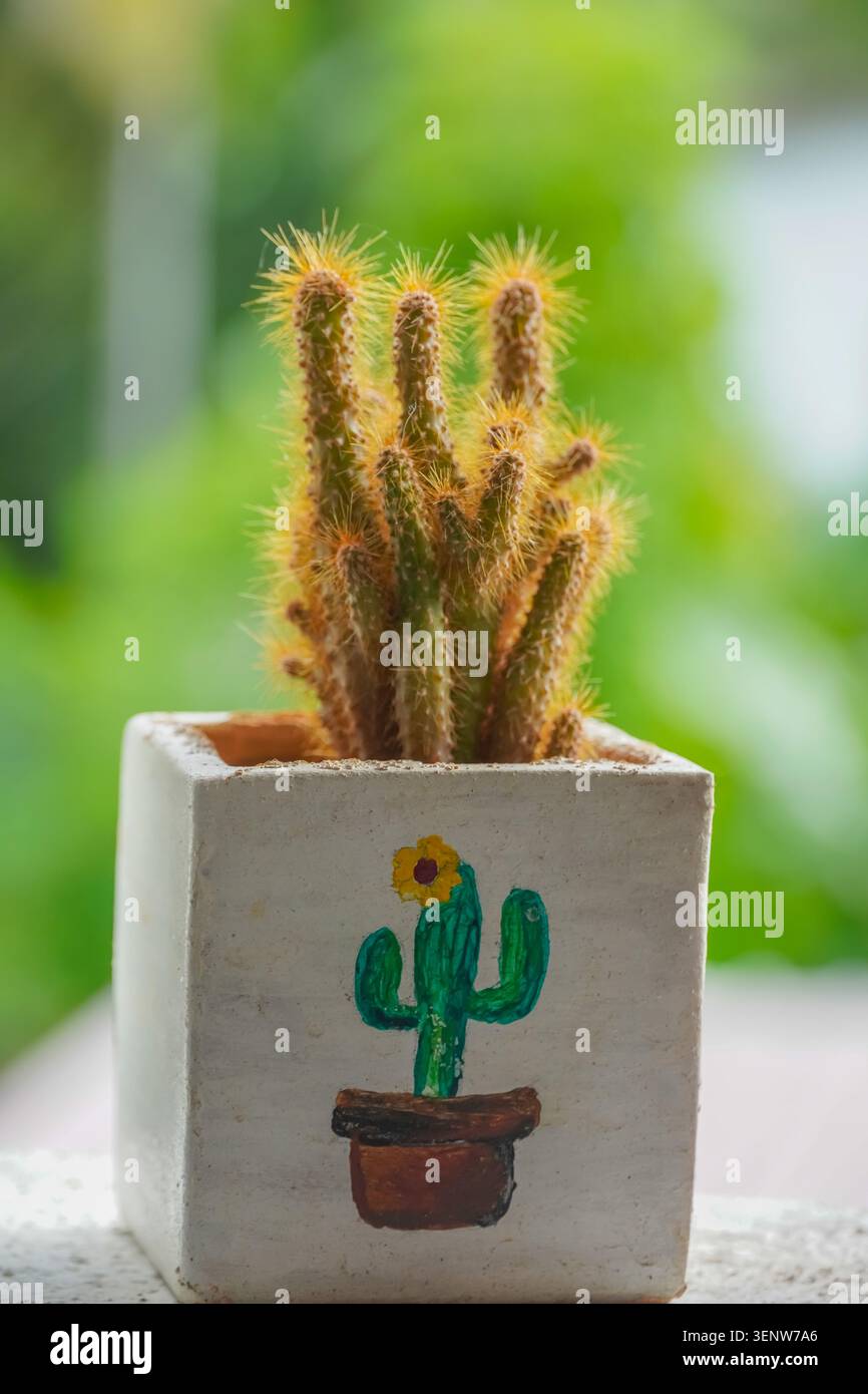 Kaktus im Topf Stockfoto