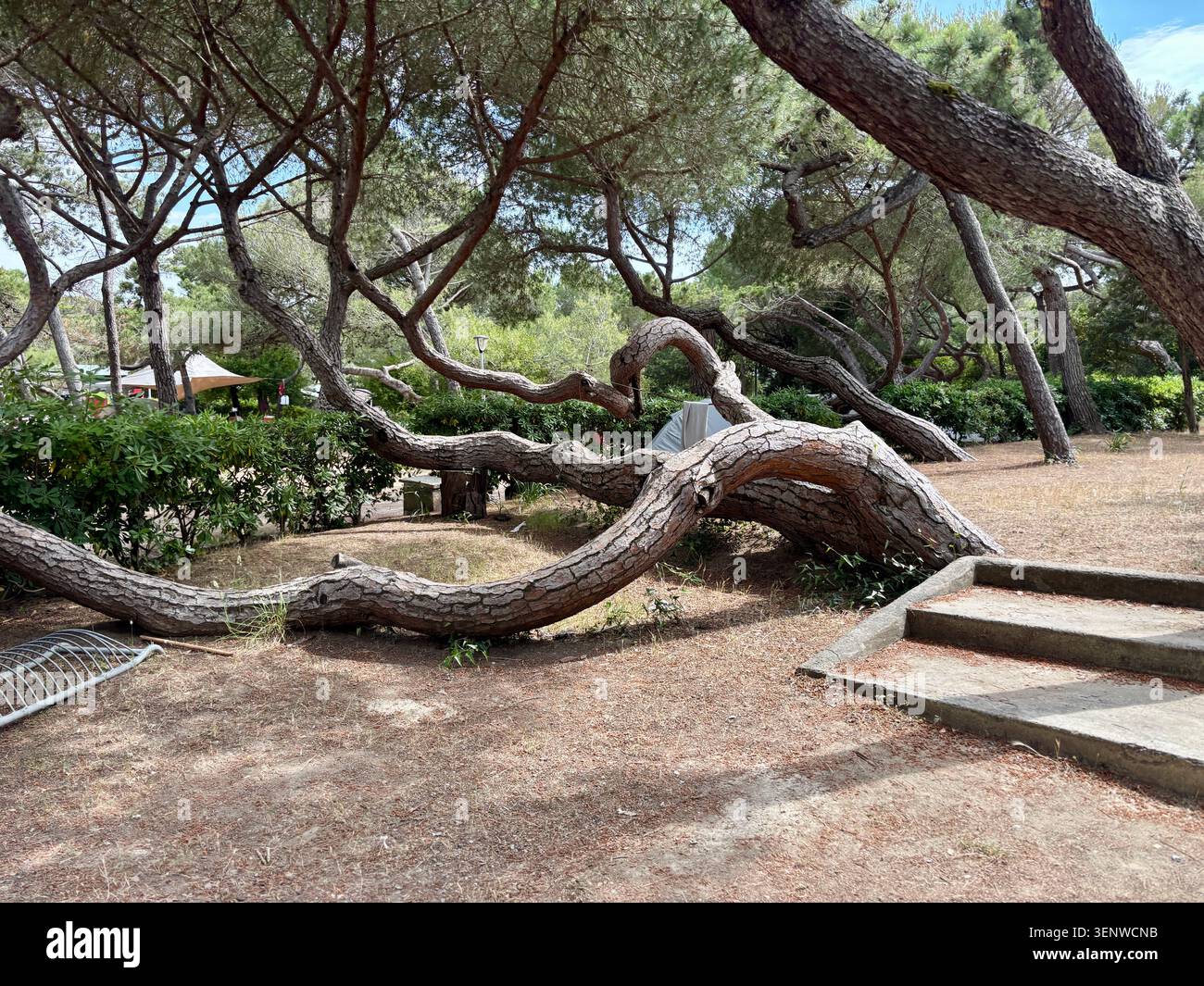 Kiefer mit verdrehtem Kriechstamm in einem mediterranen Campingplatz in der Toskana, Italien. Natur, Reisen und Sommerferien. Stockfoto