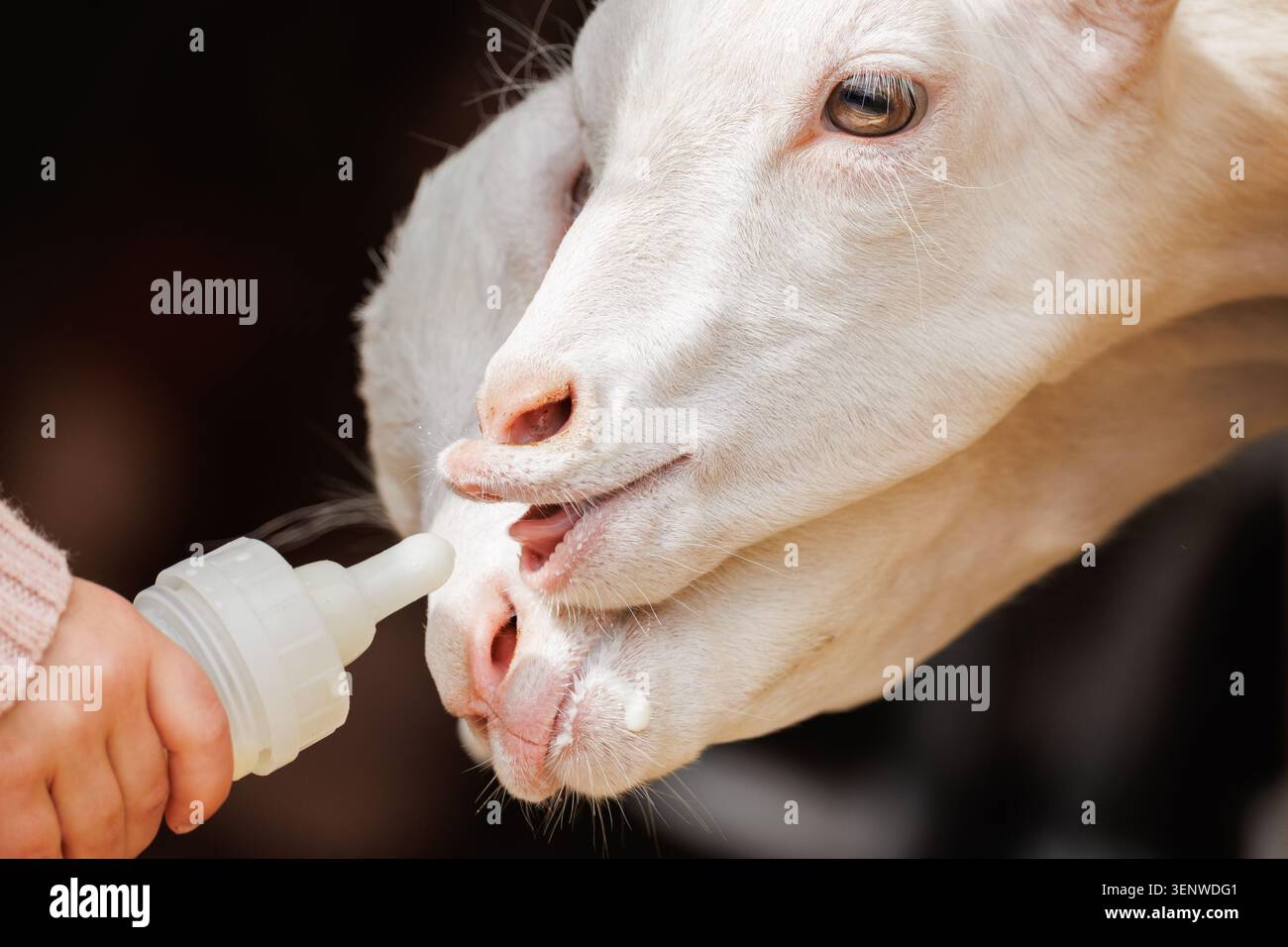 Zwei weiße Ziegen, die sich aus einer Milchflasche von Hand ernähren, Nahaufnahme von Maultieren, Bernsteinaugen, handgehaltene Bauernzucht Stockfoto