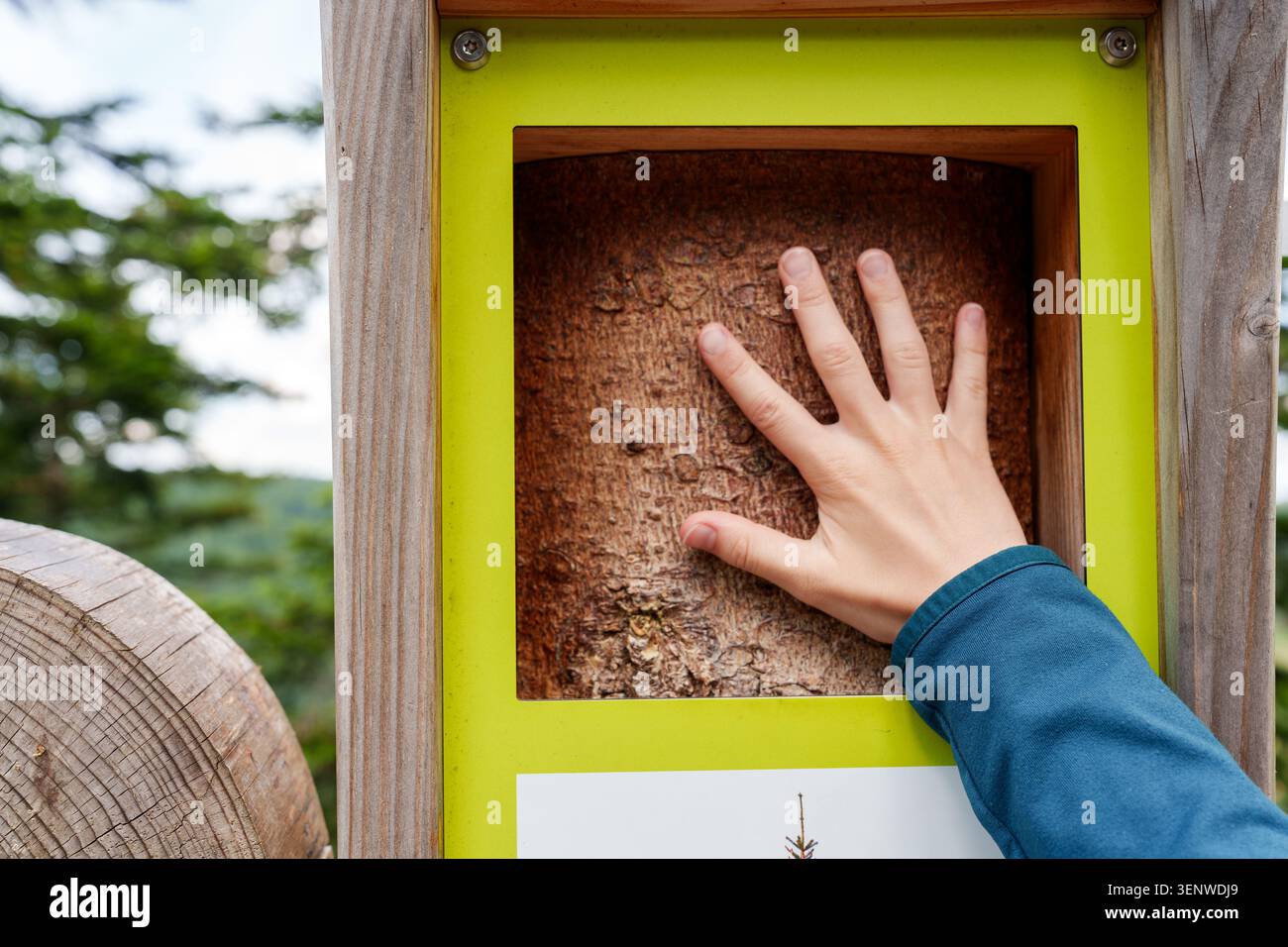 Handberührende Baumrinde auf lehrreichen Naturschauplätzen Stockfoto