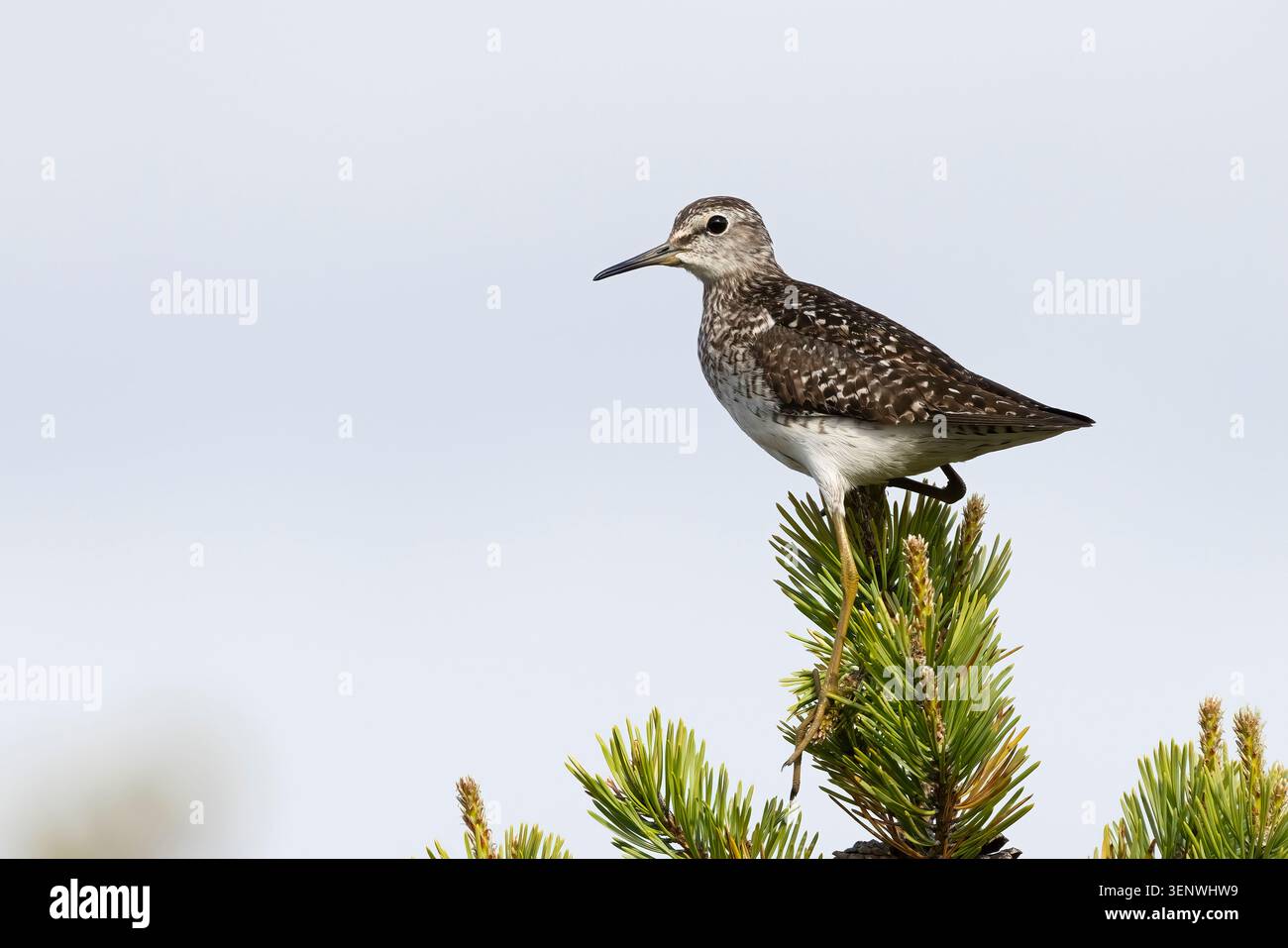 Bruchwasserläufer Stockfoto