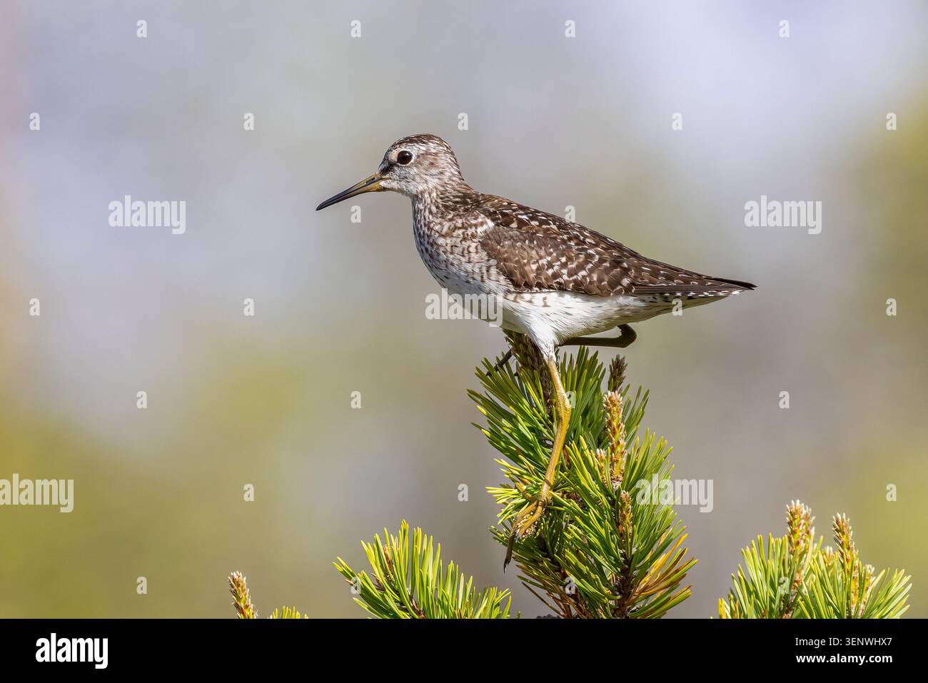 Bruchwasserläufer Stockfoto
