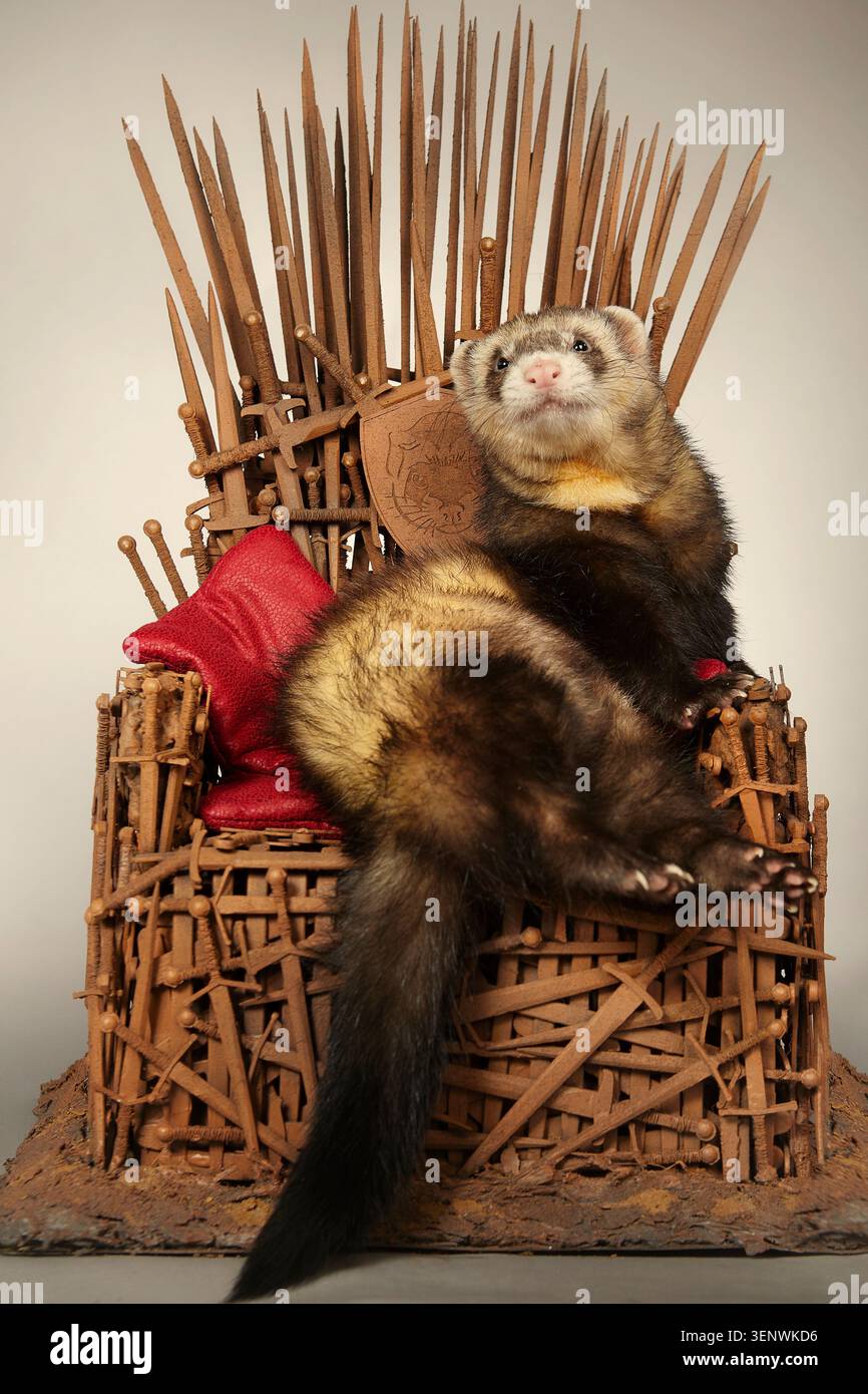 Frettchen am Modell eines stilvollen Stuhls aus rostigen Schwertern Stockfoto